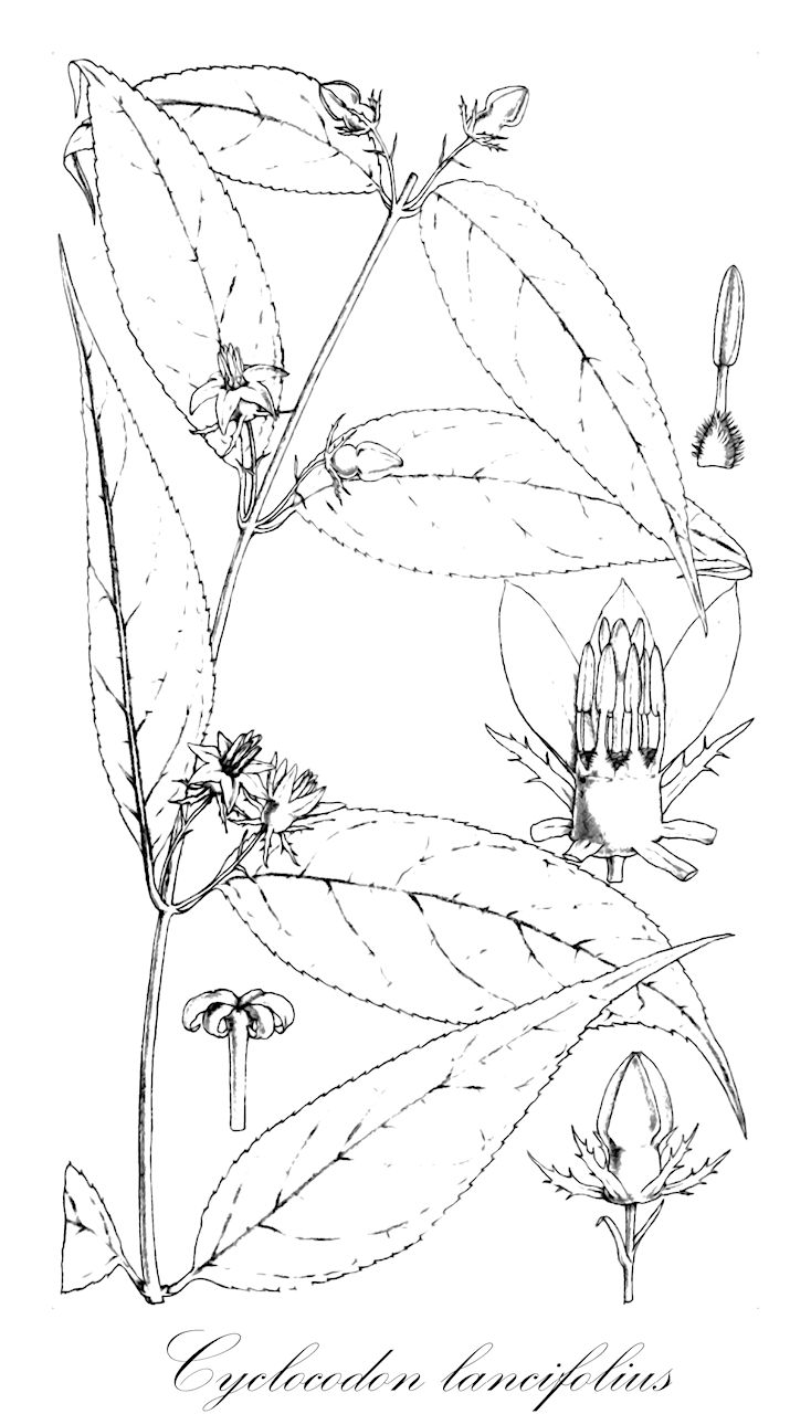 Cyclocodon lancifolius - Campanulaceae,Plantae,Pteridobiotina,Angiosperms,Asterales,Campanulaceae,Cyclocodon,Cyclocodon lancifolius,Campanula celebica, Campanula lancifolia, Campanula truncata, Campanumoea celebica, Campanumoea lancifolia, Campanumoea leucocarpa, Campanumoea truncata, Campanumoea truncata, Canarina moluccana, Codonopsis albiflora, Codonopsis celebica, Codonopsis lancifolia, Codonopsis lancifolia subsp. celebica, Codonopsis leucocarpa, Codonopsis truncata, Codonopsis truncata, Cyclocodon adnatus, Cyclocodon celebicus, Cyclocodon lancifolius subsp. celebicus, Cyclocodon lancifolius subsp. lancifolius, Cyclocodon lancifolius subsp. lancifolius, Cyclocodon leucocarpus, Cyclocodon truncatus