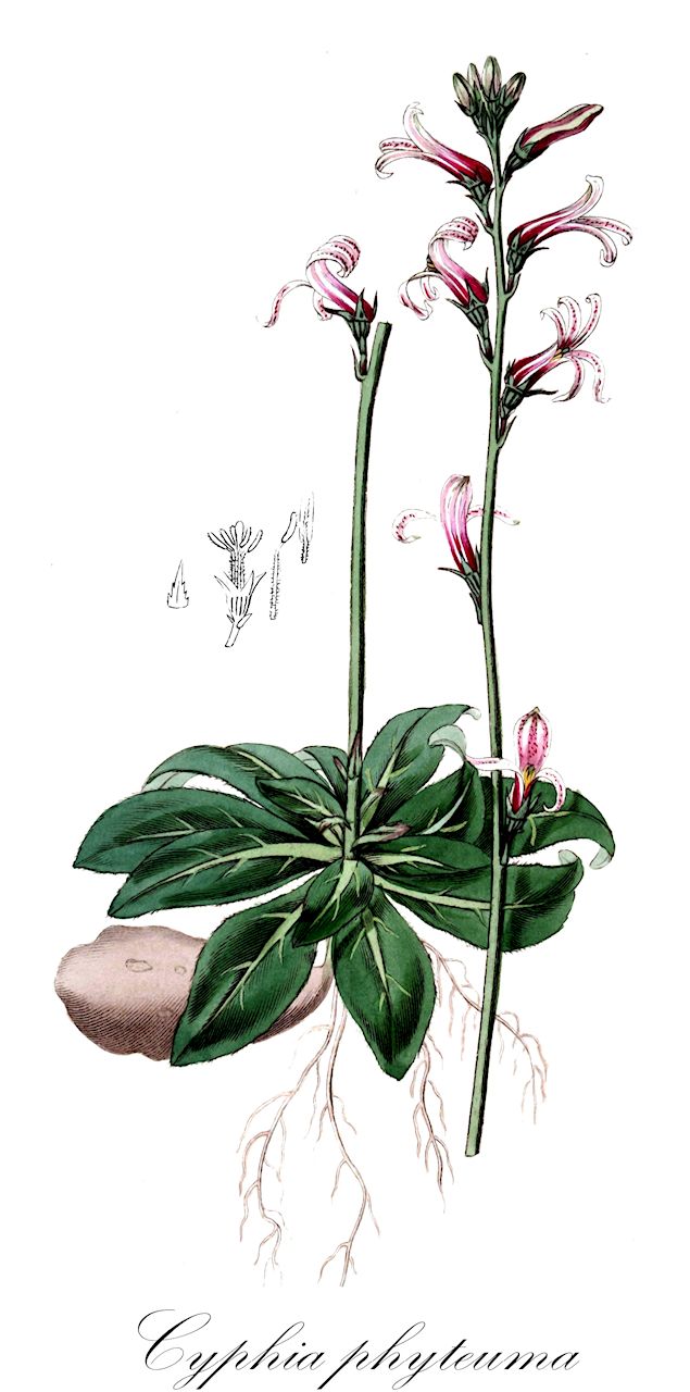 Cyphia phyteuma - Campanulaceae,Plantae,Pteridobiotina,Angiosperms,Asterales,Campanulaceae,Cyphia,Cyphia phyteuma,Cyphia phyteuma var. ciliata, Cyphia phyteuma var. grandidentata, Cyphia phyteumifolia, Cyphia serrata, Lobelia nudicaulis, Lobelia phyteuma