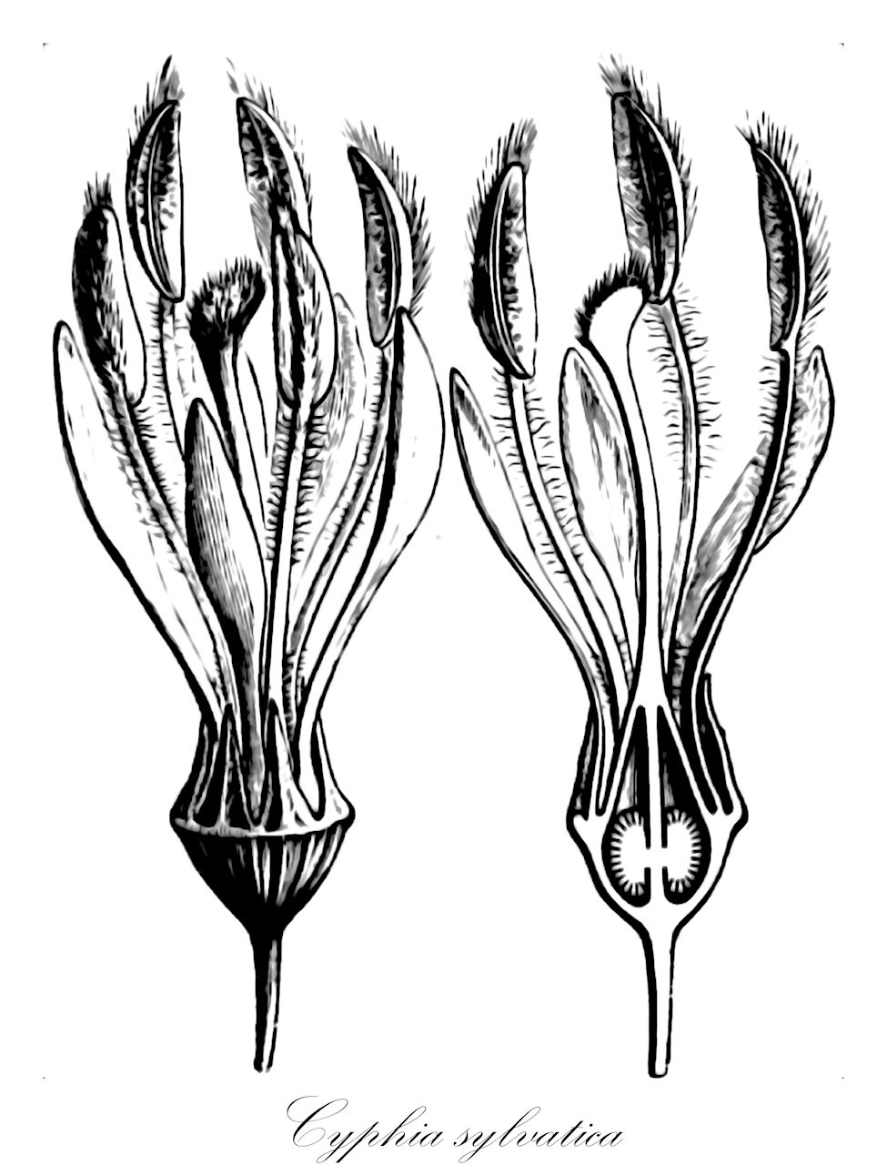 Cyphia sylvatica - Campanulaceae,Plantae,Pteridobiotina,Angiosperms,Asterales,Campanulaceae,Cyphia,Cyphia sylvatica,Cyphia salicifolia, Cyphia sylvatica f. sublobata, Cyphia sylvatica var. graminea, Cyphia sylvatica var. salicifolia, Cyphia sylvatica var. sylvatica, Cyphia tortilis
