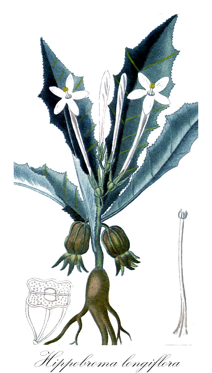 Hippobroma longiflora - Campanulaceae,Plantae,Pteridobiotina,Angiosperms,Asterales,Campanulaceae,Hippobroma,Hippobroma longiflora,Isotoma longiflora, Isotoma longiflora var. runcinata, Isotoma runcinata, Laurentia longiflora, Laurentia longiflora var. runcinata, Lobelia longiflora, Rapuntium longiflorum, Solenopsis longiflora