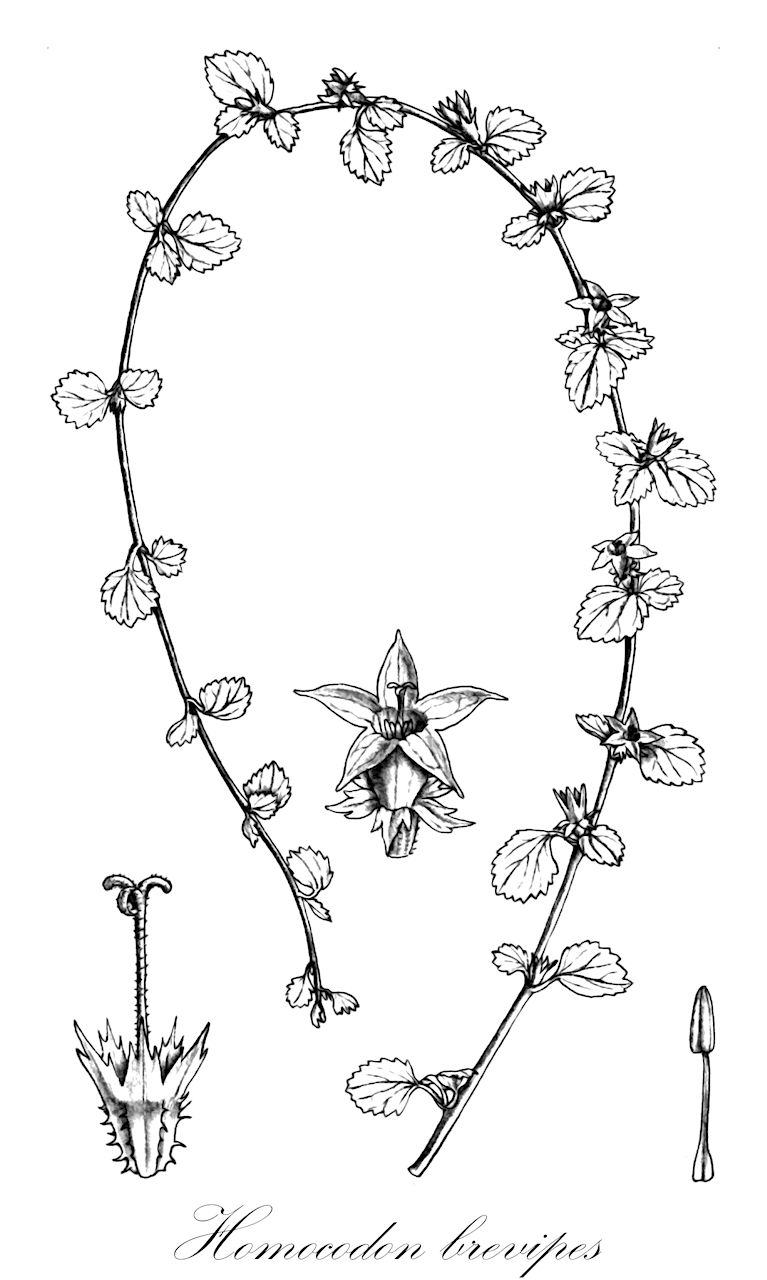 Homocodon brevipes - Campanulaceae,Plantae,Pteridobiotina,Angiosperms,Asterales,Campanulaceae,Homocodon,Homocodon brevipes,Heterocodon brevipes, Wahlenbergia brevipes, Wahlenbergia monantha