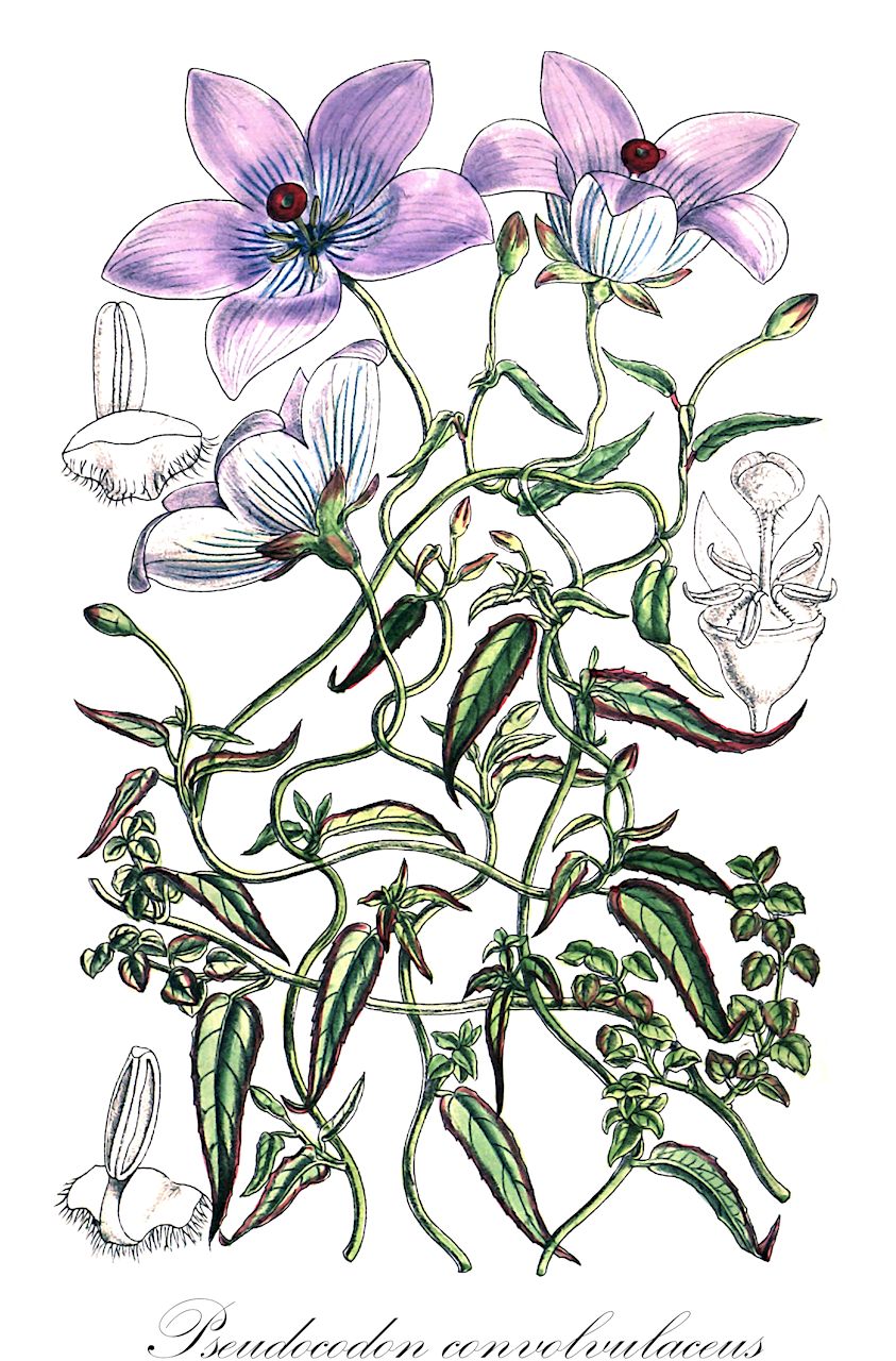 Pseudocodon convolvulaceus - Campanulaceae,Plantae,Pteridobiotina,Angiosperms,Asterales,Campanulaceae,Pseudocodon,Pseudocodon convolvulaceus,Codonopsis convolvulacea, Codonopsis convolvulacea subsp. convolvulacea, Codonopsis convolvulacea var. convolvulacea, Codonopsis pinifolia,Gewöhnliche Glockenwinde