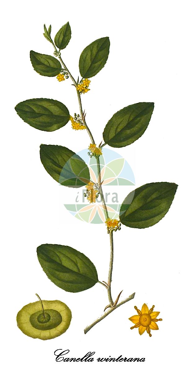 Canella winterana - Canellaceae,Plantae,Pteridobiotina,Angiosperms,Canellales,Canellaceae,Canella,Canella winterana,Canella alba, Canella canella, Canella laurifolia, Canella obtusifolia, Winterana canella, Winterana obtusifolia,canella;cinnamon-bark;wild-cinnamon