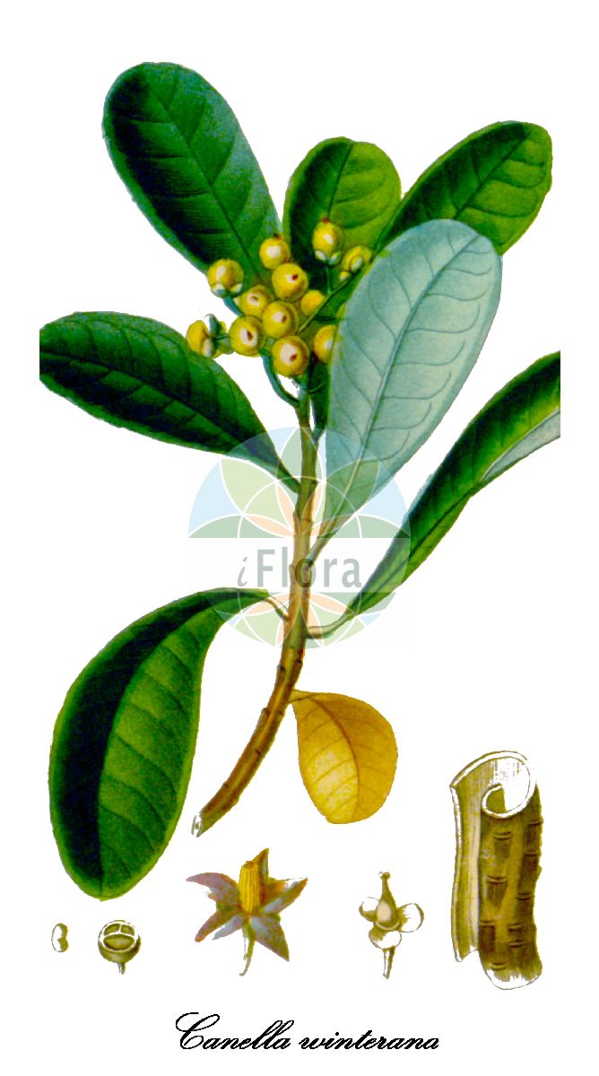 Canella winterana - Canellaceae,Plantae,Pteridobiotina,Angiosperms,Canellales,Canellaceae,Canella,Canella winterana,Canella alba, Canella canella, Canella laurifolia, Canella obtusifolia, Winterana canella, Winterana obtusifolia,canella;cinnamon-bark;wild-cinnamon