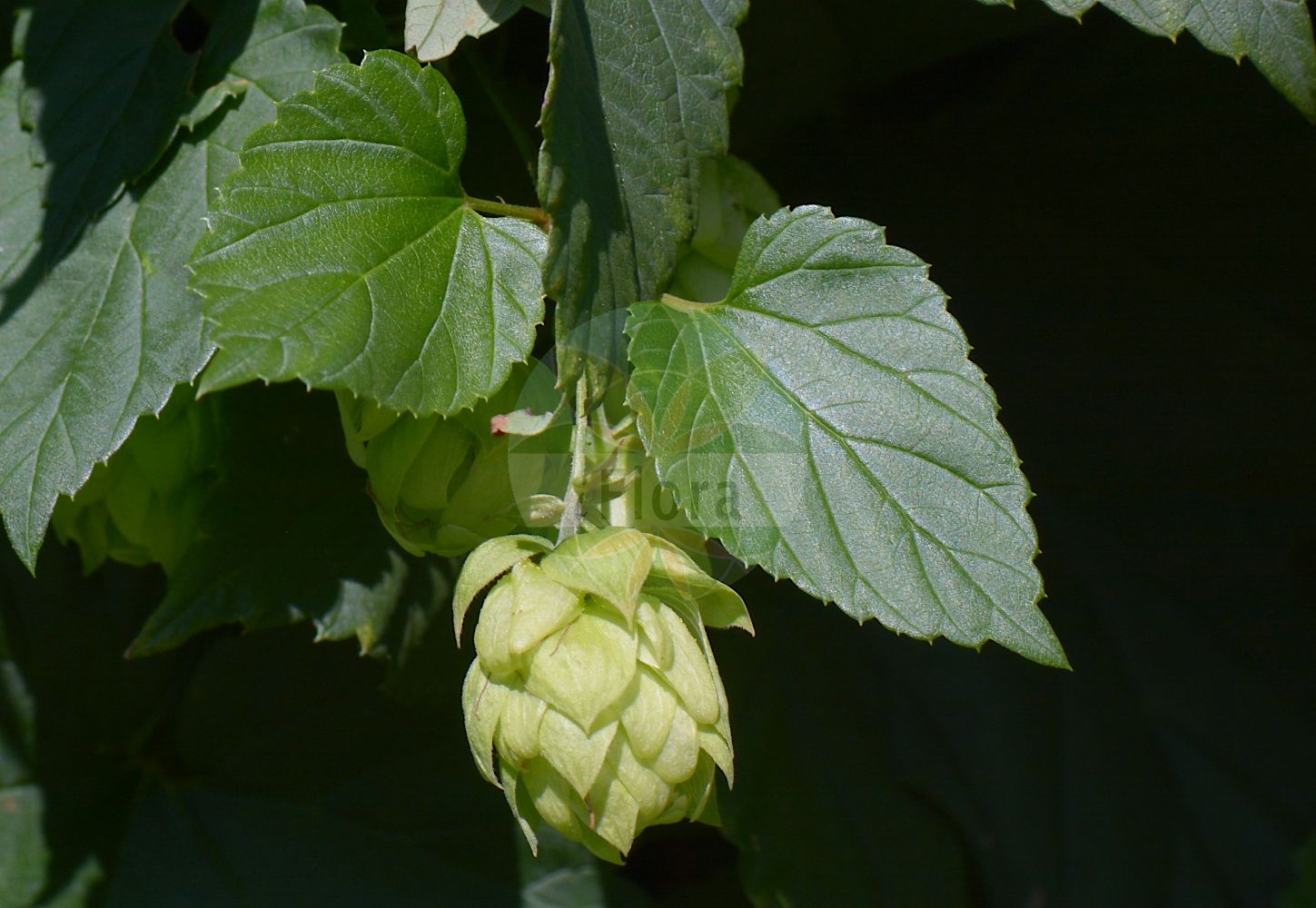 Humulus lupulus - Cannabaceae,Plantae,Pteridobiotina,Angiosperms,Rosales,Cannabaceae,Humulus,Humulus lupulus,Humulus lupulus var. acrocarpus, Humulus lupulus var. effusus, Humulus lupulus var. fengxianensis, Humulus lupulus var. lupulus, Humulus lupulus var. silvestris, Humulus lupulus var. spaltensis, Humulus volubilis, Humulus vulgaris, Lupulus amarus, Lupulus communis, Lupulus humulus, Lupulus scandens, Waldensia lupulina,Gewöhnlicher Hopfen;Hopfen;Echter Hopfen;hop;hops;common hop;common hops;houblon;Houblon;houblon commun;couleuvrée septentrionale;houblon à bière;houblon grimpant;houblon lupulin;salsepareille indigène;vigne du Nord;lupulo;lúpulo;hipulo;lupina;lupio;parra;Luppolo comune;luppolo;hop;lupulo;lúpulo;engatadeira;erva-engatadeira;lúparo;lúpulo-trepador;pé-de-galo;vinha-do-norte;хмель вьющийся;хмель обыкновенный;şerbetçiotu;sumbullar;sumbullbari;esparga;espàrgols;esparrec bord;llúpol;vidaules;vidaures;hmelj;humle;almindelig humle;chmiel zwyczajny;karahanaso;kara-hana-sô;カラハナソウ;navadni hmelj;felfutó komló;komló;chmel otáčivý;hamei;chmeľ obyčajný;хміль звичайний;xмел;harilik humal;parastais apīnis;humle;humala;хмељ;paprastasis apynys;λυκίσκος;pí jiǔ huā;啤酒花