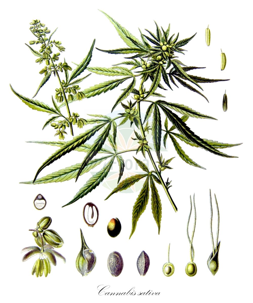 Cannabis sativa - Cannabaceae,Plantae,Pteridobiotina,Angiosperms,Rosales,Cannabaceae,Cannabis,Cannabis sativa,Cannabis americana, Cannabis chinensis, Cannabis erratica, Cannabis foetens, Cannabis generalis, Cannabis gigantea, Cannabis indica, Cannabis indica f. afghanica, Cannabis indica var. afghanica, Cannabis indica var. kafiristanica, Cannabis intersita, Cannabis kafiristanica, Cannabis lupulus, Cannabis macrosperma, Cannabis ruderalis, Cannabis sativa f. afghanica, Cannabis sativa f. chinensis, Cannabis sativa f. pedemontana, Cannabis sativa f. vulgaris, Cannabis sativa subsp. culta, Cannabis sativa subsp. indica, Cannabis sativa subsp. intersita, Cannabis sativa subvar. indica, Cannabis sativa var. afghanica, Cannabis sativa var. gigantea, Cannabis sativa var. indica, Cannabis sativa var. indica, Cannabis sativa var. kafiristanica, Cannabis sativa var. kif, Cannabis sativa var. macrosperma, Cannabis sativa var. monoica, Cannabis sativa var. praecox, Cannabis sativa var. ruderalis, Cannabis sativa var. ruderalis, Cannabis sativa var. sativa, Cannabis sativa var. spontanea, Cannabis sativa var. vulgaris, Polygonum viridiflorum,Hanf;Kultur-Hanf;Wilder Hanf;Wild-Hanf;Faser-Hanf;Fimmel;Bästling;Femmel;Mastel;Haschischpflanze;hemp;marihuana;marijuana;pot;grass;maryjane;chanvre;cannabis;common hemp;Chanvre;chanvre commun;chanvre d'Inde;chanvre cultivé;canamo común;canamo de la India;cáñamo común;cáñamo de la India;cáñamo;hachís;cañamón;marihuana;Canapa;canapa comune;canapa indiana;gewoone hennep;gewone hennep;canhamo-comum;cânhamo-da-índia;maconha;haxixe;cânhamo-comum;конопля посевная;конопля индийская;конопля сорная;hint keneviri;kërpi;cànem;cànem indic;konoplja;uzgojena konoplja;vanlig hampa;indisk hampa;hampa;hamp;cannabis;konopie dzikie;marihuana;konopie siewne;asa;アサ;navadna konoplja;kender;vadkender;konopí seté;cânepă;cînepă;cînepă sălbatică;konopa siata;konope rumištné;коноплі посівні;коноплі рудеральні;коноп;посевен коноп;harilik kanep;sējas kaņepe;hamp;hamppu;конопља;sėjamoji kanapė;κάνναβη;dàmáshǔ;大麻属