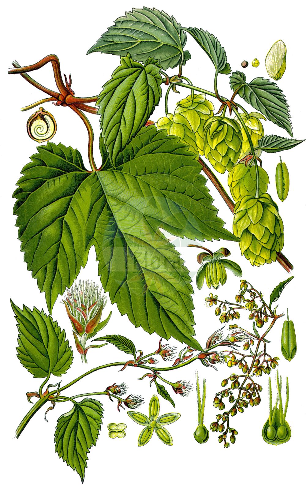 Humulus lupulus - Cannabaceae,Plantae,Pteridobiotina,Angiosperms,Rosales,Cannabaceae,Humulus,Humulus lupulus,Humulus lupulus var. acrocarpus, Humulus lupulus var. effusus, Humulus lupulus var. fengxianensis, Humulus lupulus var. lupulus, Humulus lupulus var. silvestris, Humulus lupulus var. spaltensis, Humulus volubilis, Humulus vulgaris, Lupulus amarus, Lupulus communis, Lupulus humulus, Lupulus scandens, Waldensia lupulina,Gewöhnlicher Hopfen;Hopfen;Echter Hopfen;hop;hops;common hop;common hops;houblon;Houblon;houblon commun;couleuvrée septentrionale;houblon à bière;houblon grimpant;houblon lupulin;salsepareille indigène;vigne du Nord;lupulo;lúpulo;hipulo;lupina;lupio;parra;Luppolo comune;luppolo;hop;lupulo;lúpulo;engatadeira;erva-engatadeira;lúparo;lúpulo-trepador;pé-de-galo;vinha-do-norte;хмель вьющийся;хмель обыкновенный;şerbetçiotu;sumbullar;sumbullbari;esparga;espàrgols;esparrec bord;llúpol;vidaules;vidaures;hmelj;humle;almindelig humle;chmiel zwyczajny;karahanaso;kara-hana-sô;カラハナソウ;navadni hmelj;felfutó komló;komló;chmel otáčivý;hamei;chmeľ obyčajný;хміль звичайний;xмел;harilik humal;parastais apīnis;humle;humala;хмељ;paprastasis apynys;λυκίσκος;pí jiǔ huā;啤酒花