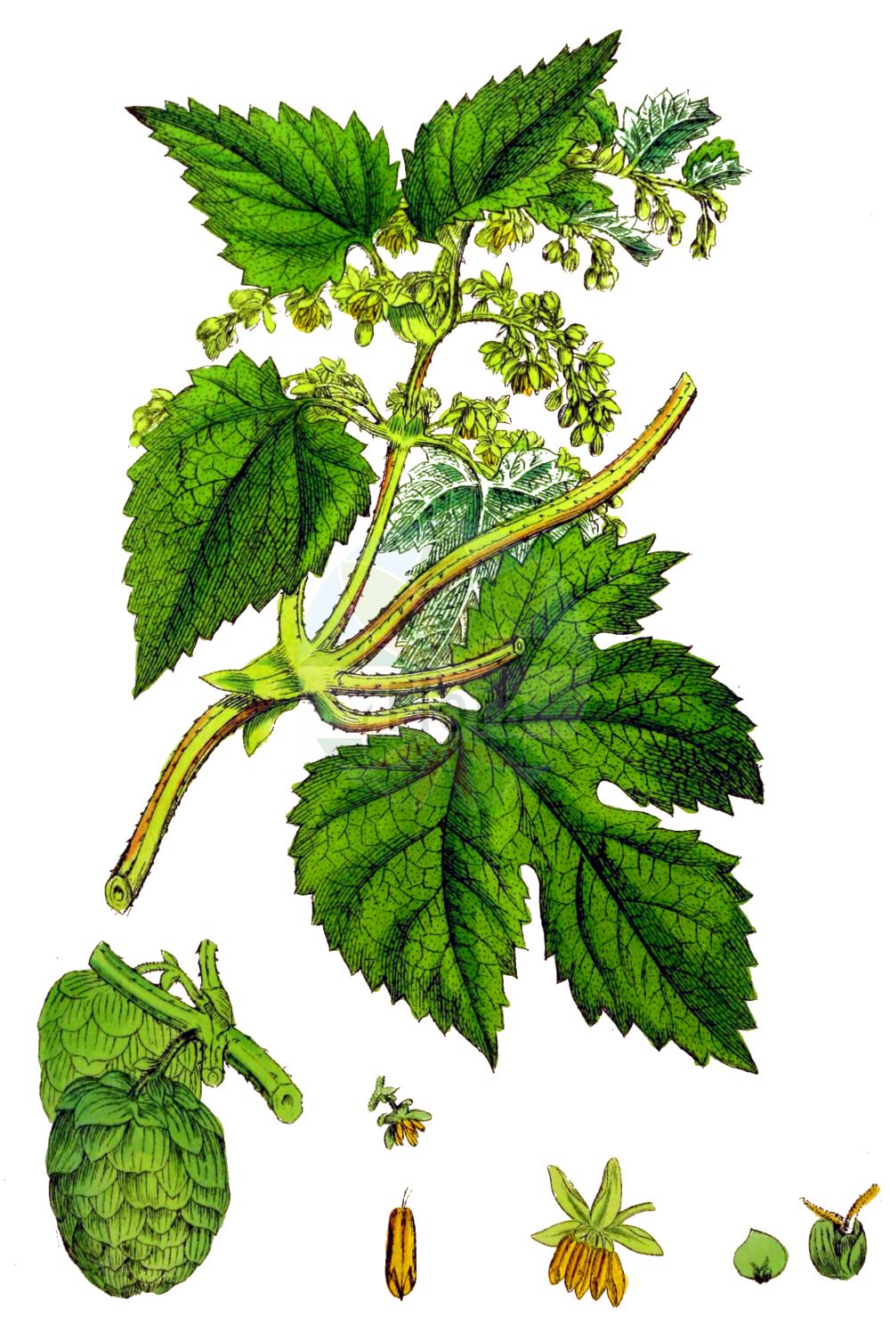 Humulus lupulus - Cannabaceae,Plantae,Pteridobiotina,Angiosperms,Rosales,Cannabaceae,Humulus,Humulus lupulus,Humulus lupulus var. acrocarpus, Humulus lupulus var. effusus, Humulus lupulus var. fengxianensis, Humulus lupulus var. lupulus, Humulus lupulus var. silvestris, Humulus lupulus var. spaltensis, Humulus volubilis, Humulus vulgaris, Lupulus amarus, Lupulus communis, Lupulus humulus, Lupulus scandens, Waldensia lupulina,Gewöhnlicher Hopfen;Hopfen;Echter Hopfen;hop;hops;common hop;common hops;houblon;Houblon;houblon commun;couleuvrée septentrionale;houblon à bière;houblon grimpant;houblon lupulin;salsepareille indigène;vigne du Nord;lupulo;lúpulo;hipulo;lupina;lupio;parra;Luppolo comune;luppolo;hop;lupulo;lúpulo;engatadeira;erva-engatadeira;lúparo;lúpulo-trepador;pé-de-galo;vinha-do-norte;хмель вьющийся;хмель обыкновенный;şerbetçiotu;sumbullar;sumbullbari;esparga;espàrgols;esparrec bord;llúpol;vidaules;vidaures;hmelj;humle;almindelig humle;chmiel zwyczajny;karahanaso;kara-hana-sô;カラハナソウ;navadni hmelj;felfutó komló;komló;chmel otáčivý;hamei;chmeľ obyčajný;хміль звичайний;xмел;harilik humal;parastais apīnis;humle;humala;хмељ;paprastasis apynys;λυκίσκος;pí jiǔ huā;啤酒花