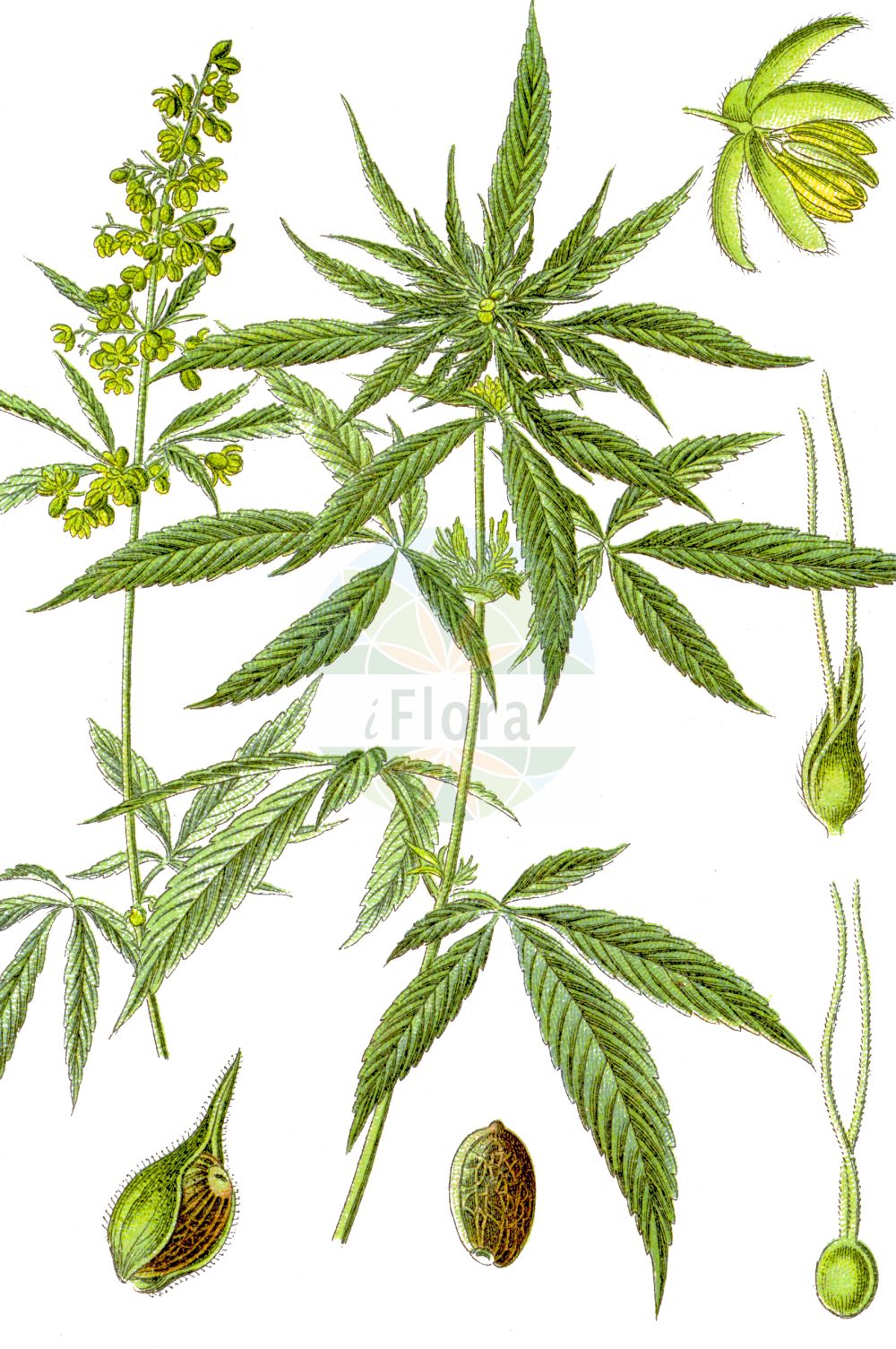 Cannabis sativa - Cannabaceae,Plantae,Pteridobiotina,Angiosperms,Rosales,Cannabaceae,Cannabis,Cannabis sativa,Cannabis americana, Cannabis chinensis, Cannabis erratica, Cannabis foetens, Cannabis generalis, Cannabis gigantea, Cannabis indica, Cannabis indica f. afghanica, Cannabis indica var. afghanica, Cannabis indica var. kafiristanica, Cannabis intersita, Cannabis kafiristanica, Cannabis lupulus, Cannabis macrosperma, Cannabis ruderalis, Cannabis sativa f. afghanica, Cannabis sativa f. chinensis, Cannabis sativa f. pedemontana, Cannabis sativa f. vulgaris, Cannabis sativa subsp. culta, Cannabis sativa subsp. indica, Cannabis sativa subsp. intersita, Cannabis sativa subvar. indica, Cannabis sativa var. afghanica, Cannabis sativa var. gigantea, Cannabis sativa var. indica, Cannabis sativa var. indica, Cannabis sativa var. kafiristanica, Cannabis sativa var. kif, Cannabis sativa var. macrosperma, Cannabis sativa var. monoica, Cannabis sativa var. praecox, Cannabis sativa var. ruderalis, Cannabis sativa var. ruderalis, Cannabis sativa var. sativa, Cannabis sativa var. spontanea, Cannabis sativa var. vulgaris, Polygonum viridiflorum,Hanf;Kultur-Hanf;Wilder Hanf;Wild-Hanf;Faser-Hanf;Fimmel;Bästling;Femmel;Mastel;Haschischpflanze;hemp;marihuana;marijuana;pot;grass;maryjane;chanvre;cannabis;common hemp;Chanvre;chanvre commun;chanvre d'Inde;chanvre cultivé;canamo común;canamo de la India;cáñamo común;cáñamo de la India;cáñamo;hachís;cañamón;marihuana;Canapa;canapa comune;canapa indiana;gewoone hennep;gewone hennep;canhamo-comum;cânhamo-da-índia;maconha;haxixe;cânhamo-comum;конопля посевная;конопля индийская;конопля сорная;hint keneviri;kërpi;cànem;cànem indic;konoplja;uzgojena konoplja;vanlig hampa;indisk hampa;hampa;hamp;cannabis;konopie dzikie;marihuana;konopie siewne;asa;アサ;navadna konoplja;kender;vadkender;konopí seté;cânepă;cînepă;cînepă sălbatică;konopa siata;konope rumištné;коноплі посівні;коноплі рудеральні;коноп;посевен коноп;harilik kanep;sējas kaņepe;hamp;hamppu;конопља;sėjamoji kanapė;κάνναβη;dàmáshǔ;大麻属