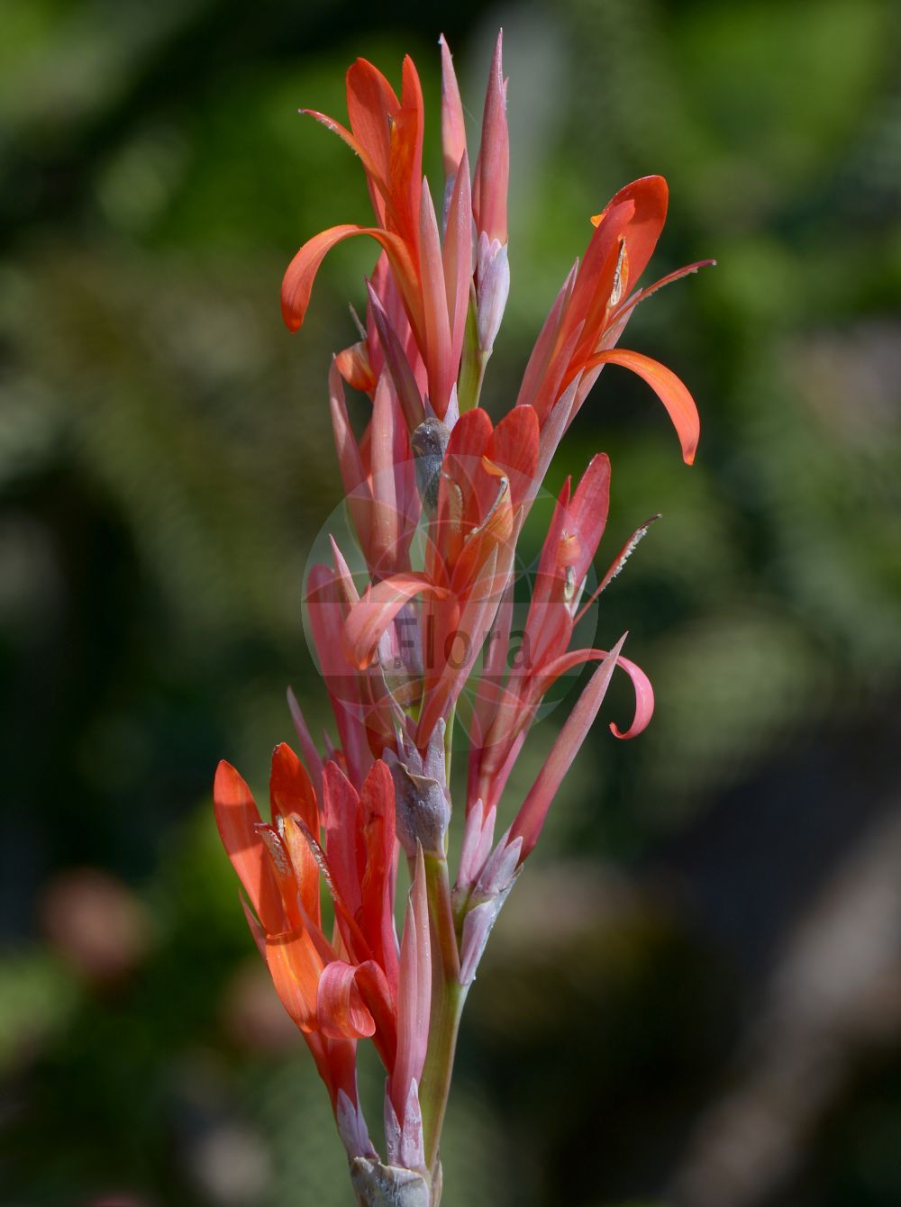 Canna indica - Cannaceae,Plantae,Pteridobiotina,Angiosperms,Zingiberales,Cannaceae,Canna,Canna indica,Canna achiras, Canna achiras, Canna altensteinii, Canna amabilis, Canna ascendens, Canna atronigricans, Canna aurantiaca, Canna aurantiaca unr. splendida, Canna aureovittata, Canna barbadica, Canna bidentata, Canna bifida, Canna bihorellii, Canna brasiliensis, Canna caledonispeltata, Canna carnea, Canna cearensis, Canna chinensis, Canna cinnabarina, Canna coccinea, Canna coccinea f. flaviflora, Canna coccinea var. bicolor, Canna coccinea var. concolor, Canna coccinea var. floribunda, Canna coccinea var. limbata, Canna commutata, Canna compacta, Canna concinna, Canna crocea, Canna crocea, Canna densiflora, Canna densifolia, Canna denudata var. grandis, Canna discolor, Canna discolor var. rubripunctata, Canna discolor var. viridifolia, Canna edulis, Canna ehrenbergii, Canna elegans, Canna ellipticifolia, Canna ellipticifolia var. coccinea, Canna ellipticifolia var. lutea, Canna ellipticifolia var. patens, Canna ellipticifolia var. rubra, Canna esculenta, Canna exigua, Canna eximia, Canna expansa, Canna expansa-rubra, Canna flavescens, Canna floribunda, Canna formosa, Canna fuchsina, Canna fulgida, Canna gaboniensis, Canna heliconiifolia, Canna heliconiifolia var. xalapensis, Canna houlletii, Canna humilis, Canna indica f. rubroaurantiaca, Canna indica subsp. orientalis, Canna indica var. coccinea, Canna indica var. coccinea, Canna indica var. edwardsii, Canna indica var. flava, Canna indica var. indica, Canna indica var. karsteniana, Canna indica var. limbata, Canna indica var. lutea, Canna indica var. maculata, Canna indica var. nepalensis, Canna indica var. orientalis, Canna indica var. patens, Canna indica var. rubra, Canna indica var. sanctae-rosae, Canna indica var. saturaterubra, Canna indica var. speciosa, Canna indica var. variegata, Canna indica var. warszewiczii, Canna insignis, Canna juncea, Canna laeta, Canna lagunensis, Canna lambertii, Canna lanuginosa, Canna lavallei, Canna leptochila, Canna liervalii, Canna limbata, Canna limbata var. hybrida, Canna lutea, Canna lutea, Canna lutea var. aurantiaca, Canna lutea var. aurantiaca, Canna lutea var. genuina, Canna lutea var. maculata, Canna lutea var. maculata, Canna lutea var. pallida, Canna lutea var. pallida, Canna macrophylla, Canna maculata, Canna maxima, Canna montana, Canna moritziana, Canna musifolia, Canna musifolia unr. sanguinea, Canna musifoliaedulis, Canna musifoliahybrida, Canna nepalensis, Canna nepalensis, Canna occidentalis, Canna occidentalis, Canna orientalis, Canna orientalis, Canna orientalis var. flava, Canna orientalis var. flavescens, Canna pallida, Canna pallida var. maculata, Canna patens, Canna patens var. limbata, Canna pentaphylla, Canna peruviana, Canna peruviana-purpurea, Canna peruviana-robusta, Canna peruvianaspectabilis, Canna platyphylla, Canna plurituberosa, Canna poeppigii, Canna polyclada, Canna polymorpha, Canna porteana, Canna portoricensis, Canna pruinosa, Canna pulchra, Canna pulchra, Canna purpurea-spectablis, Canna recurvata, Canna rendatleri, Canna robusta, Canna roscoeana, Canna rotundifolia, Canna rubra, Canna rubricaulis, Canna sanctae-rosae, Canna sanguinea, Canna sanguinea, Canna saturate-rubra, Canna schubertii, Canna seleriana, Canna sellowii, Canna speciosa, Canna speciosa, Canna spectabilis, Canna sulphurea, Canna surinamensis, Canna tenuiflora, Canna texensis, Canna textoria, Canna thyrsiflora, Canna tinei, Canna tineoi, Canna vanhouttei, Canna variabilis, Canna variegata, Canna variegata, Canna variegatifolia, Canna ventricosa, Canna warszewiczii, Canna warszewiczii var. flameus, Canna xalapensis, Canna zebrina, Canna zebrina unr. nana, Cannacorus indicus, Cannacorus ovatus, Distemon brasiliensis, Distemon grandis, Xyphostylis lutea,Westindisches Blumenrohr;indian-shot;platanillo;canna d'Inde;conflor;balisier comestible;balisier rouge;canna;fécule de Toloman;cucuyus;fecula de Tolomana;chisgua;platanillo de Cuba;caete vermelho;maraca;yaquilla;achira;capacho;blatanillo;platanillo;canna d'India;pianta de Tolomane;Indisch bloemriet;hoofd-pijnblad;hoofdpijnblad;borbuleta;cana-de-India;cana-de-índia;araruta-bastarda;bengaleira;cana-da-índia;conteira;cuquilho;канна индийская;kana;kanna;paciorecznik ogrodowy;dandoku;hana-kanna;kanna;カンナ;ダンドク;ハナカンナ;ehető kanna;dosna indická;kana indická;канна індійська;měi rén jiāo shǔ;美人蕉属