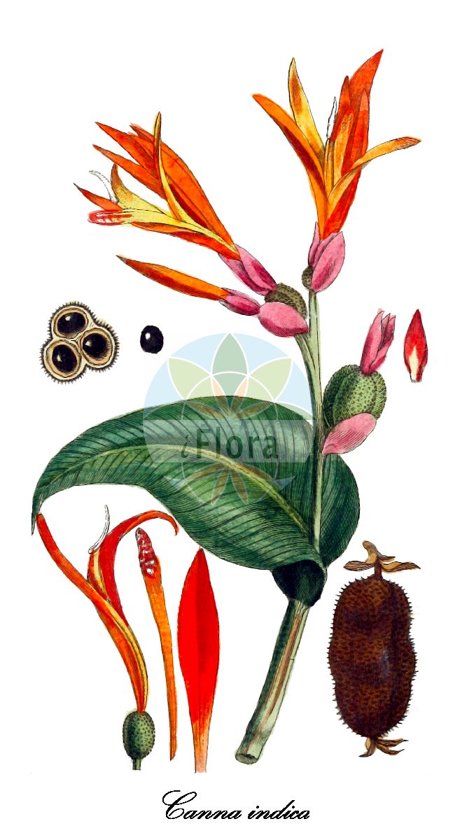 Canna indica - Cannaceae,Plantae,Pteridobiotina,Angiosperms,Zingiberales,Cannaceae,Canna,Canna indica,Canna achiras, Canna achiras, Canna altensteinii, Canna amabilis, Canna ascendens, Canna atronigricans, Canna aurantiaca, Canna aurantiaca unr. splendida, Canna aureovittata, Canna barbadica, Canna bidentata, Canna bifida, Canna bihorellii, Canna brasiliensis, Canna caledonispeltata, Canna carnea, Canna cearensis, Canna chinensis, Canna cinnabarina, Canna coccinea, Canna coccinea f. flaviflora, Canna coccinea var. bicolor, Canna coccinea var. concolor, Canna coccinea var. floribunda, Canna coccinea var. limbata, Canna commutata, Canna compacta, Canna concinna, Canna crocea, Canna crocea, Canna densiflora, Canna densifolia, Canna denudata var. grandis, Canna discolor, Canna discolor var. rubripunctata, Canna discolor var. viridifolia, Canna edulis, Canna ehrenbergii, Canna elegans, Canna ellipticifolia, Canna ellipticifolia var. coccinea, Canna ellipticifolia var. lutea, Canna ellipticifolia var. patens, Canna ellipticifolia var. rubra, Canna esculenta, Canna exigua, Canna eximia, Canna expansa, Canna expansa-rubra, Canna flavescens, Canna floribunda, Canna formosa, Canna fuchsina, Canna fulgida, Canna gaboniensis, Canna heliconiifolia, Canna heliconiifolia var. xalapensis, Canna houlletii, Canna humilis, Canna indica f. rubroaurantiaca, Canna indica subsp. orientalis, Canna indica var. coccinea, Canna indica var. coccinea, Canna indica var. edwardsii, Canna indica var. flava, Canna indica var. indica, Canna indica var. karsteniana, Canna indica var. limbata, Canna indica var. lutea, Canna indica var. maculata, Canna indica var. nepalensis, Canna indica var. orientalis, Canna indica var. patens, Canna indica var. rubra, Canna indica var. sanctae-rosae, Canna indica var. saturaterubra, Canna indica var. speciosa, Canna indica var. variegata, Canna indica var. warszewiczii, Canna insignis, Canna juncea, Canna laeta, Canna lagunensis, Canna lambertii, Canna lanuginosa, Canna lavallei, Canna leptochila, Canna liervalii, Canna limbata, Canna limbata var. hybrida, Canna lutea, Canna lutea, Canna lutea var. aurantiaca, Canna lutea var. aurantiaca, Canna lutea var. genuina, Canna lutea var. maculata, Canna lutea var. maculata, Canna lutea var. pallida, Canna lutea var. pallida, Canna macrophylla, Canna maculata, Canna maxima, Canna montana, Canna moritziana, Canna musifolia, Canna musifolia unr. sanguinea, Canna musifoliaedulis, Canna musifoliahybrida, Canna nepalensis, Canna nepalensis, Canna occidentalis, Canna occidentalis, Canna orientalis, Canna orientalis, Canna orientalis var. flava, Canna orientalis var. flavescens, Canna pallida, Canna pallida var. maculata, Canna patens, Canna patens var. limbata, Canna pentaphylla, Canna peruviana, Canna peruviana-purpurea, Canna peruviana-robusta, Canna peruvianaspectabilis, Canna platyphylla, Canna plurituberosa, Canna poeppigii, Canna polyclada, Canna polymorpha, Canna porteana, Canna portoricensis, Canna pruinosa, Canna pulchra, Canna pulchra, Canna purpurea-spectablis, Canna recurvata, Canna rendatleri, Canna robusta, Canna roscoeana, Canna rotundifolia, Canna rubra, Canna rubricaulis, Canna sanctae-rosae, Canna sanguinea, Canna sanguinea, Canna saturate-rubra, Canna schubertii, Canna seleriana, Canna sellowii, Canna speciosa, Canna speciosa, Canna spectabilis, Canna sulphurea, Canna surinamensis, Canna tenuiflora, Canna texensis, Canna textoria, Canna thyrsiflora, Canna tinei, Canna tineoi, Canna vanhouttei, Canna variabilis, Canna variegata, Canna variegata, Canna variegatifolia, Canna ventricosa, Canna warszewiczii, Canna warszewiczii var. flameus, Canna xalapensis, Canna zebrina, Canna zebrina unr. nana, Cannacorus indicus, Cannacorus ovatus, Distemon brasiliensis, Distemon grandis, Xyphostylis lutea,Westindisches Blumenrohr;indian-shot;platanillo;canna d'Inde;conflor;balisier comestible;balisier rouge;canna;fécule de Toloman;cucuyus;fecula de Tolomana;chisgua;platanillo de Cuba;caete vermelho;maraca;yaquilla;achira;capacho;blatanillo;platanillo;canna d'India;pianta de Tolomane;Indisch bloemriet;hoofd-pijnblad;hoofdpijnblad;borbuleta;cana-de-India;cana-de-índia;araruta-bastarda;bengaleira;cana-da-índia;conteira;cuquilho;канна индийская;kana;kanna;paciorecznik ogrodowy;dandoku;hana-kanna;kanna;カンナ;ダンドク;ハナカンナ;ehető kanna;dosna indická;kana indická;канна індійська;měi rén jiāo shǔ;美人蕉属