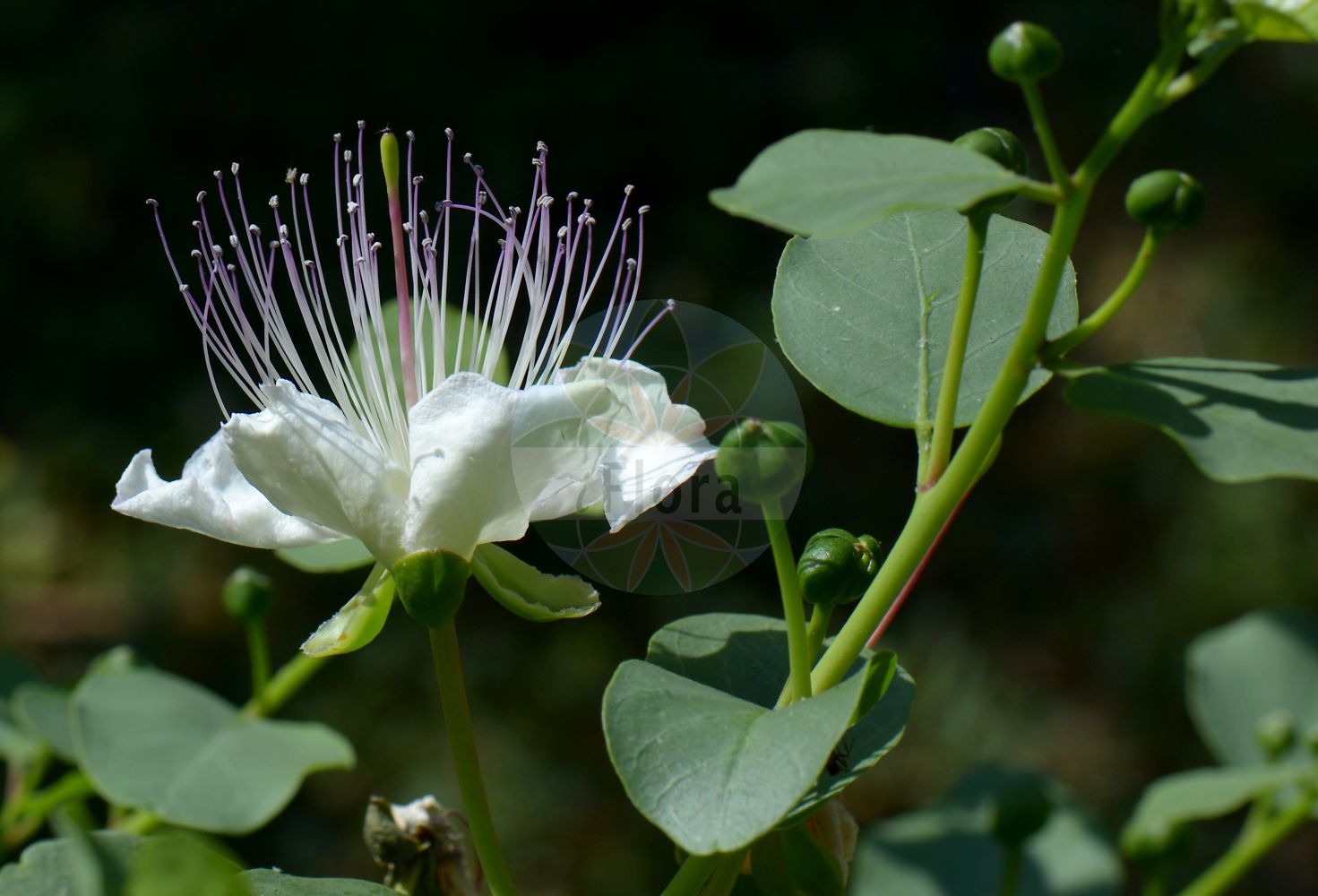 Capparis spinosa - Capparaceae,Plantae,Pteridobiotina,Angiosperms,Brassicales,Capparaceae,Capparis,Capparis spinosa,Capparis microphylla,Echter Kapernstrauch;Kapernstrauch;Câprier épineux;câprier commun;alcaparro comun;alcaparro común;alcaparrera;alcaparro de Europa;alcaparronero;meloncillo;tapenera;Cappero;cappero comune;vanlig bovete;gewone kapperstruik;gewoone kapperstruik;alcaparreira-comum;alcaparra;каперсы колючие;каперцы;kebere;kaparinë;taparer;taparossa;vanlig blåregn;tapenera;tapenote;tàpera;taperera;taperote;tàpina;trapera;trnoviti kapar;vanlig ask;vanlig kapris;navadni kaprovec;kaprica;afsas;amsilikh;kebbar;taylulut;κάππαρη;alkaparra