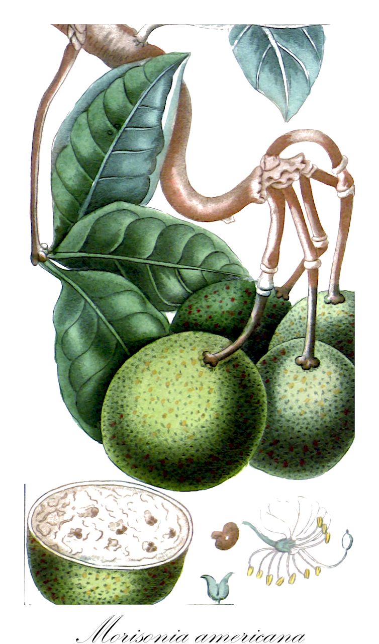 Morisonia americana - Capparaceae,Plantae,Pteridobiotina,Angiosperms,Brassicales,Capparaceae,Morisonia,Morisonia americana,Capparis morisonia, Capparis racemosa, Morisonia americana var. subpeltata, Morisonia elliptica, Morisonia imrayi, Morisonia johnstonii