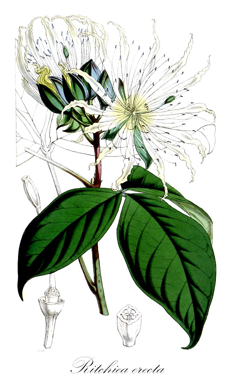 Ritchiea erecta - Capparaceae,Plantae,Pteridobiotina,Angiosperms,Brassicales,Capparaceae,Ritchiea,Ritchiea erecta,Ritchiea brachypoda, Ritchiea glossopetala, Ritchiea heterophylla, Ritchiea obanensis, Ritchiea oreophila, Ritchiea pentaphylla, Ritchiea polypetala