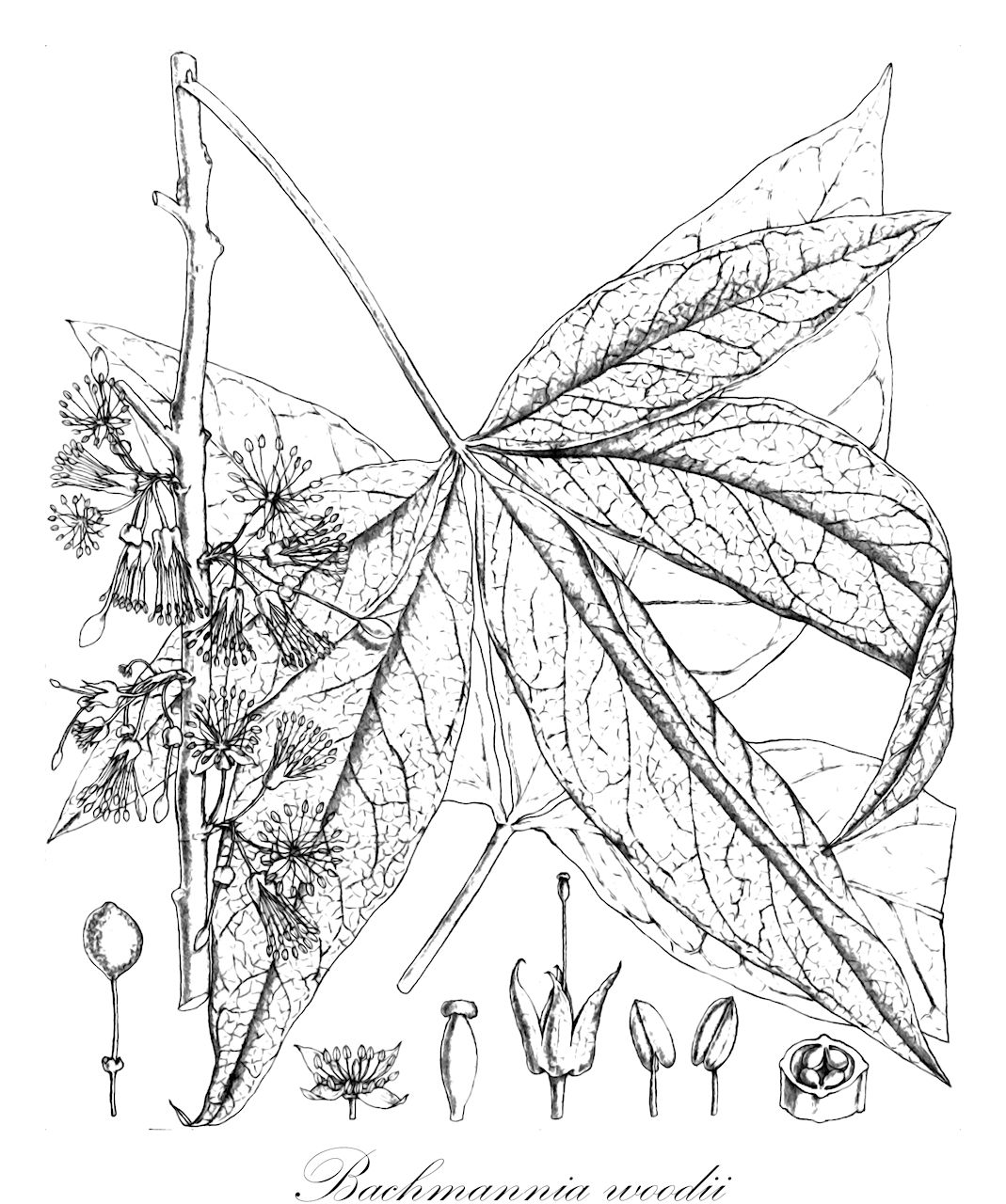 Bachmannia woodii - Capparaceae,Plantae,Pteridobiotina,Angiosperms,Brassicales,Capparaceae,Bachmannia,Bachmannia woodii,Bachmannia major, Bachmannia minor, Maerua woodii, Niebuhria woodii