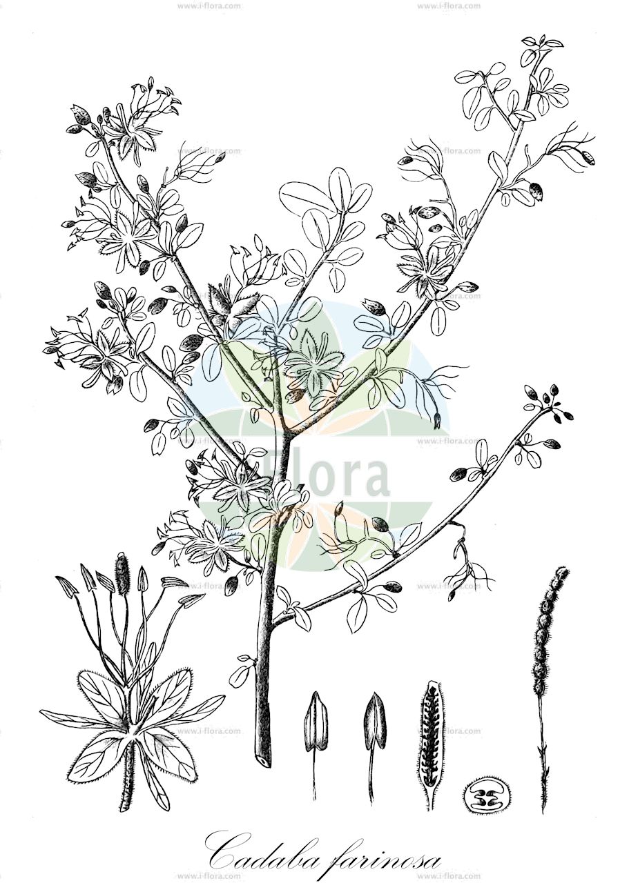 Cadaba trifoliata - Capparaceae,Plantae,Pteridobiotina,Angiosperms,Brassicales,Capparaceae,Cadaba,Cadaba trifoliata,Cadaba triphylla, Desmocarpus missionis, Stroemia trifoliata