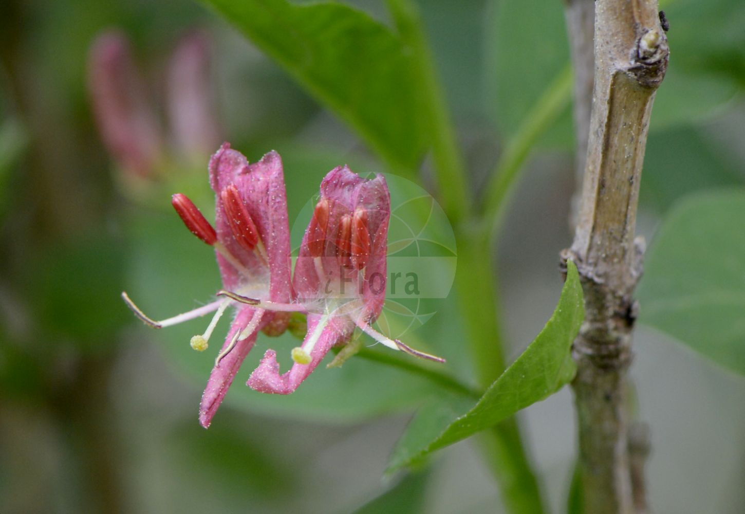 Lonicera alpigena - Caprifoliaceae,Plantae,Pteridobiotina,Angiosperms,Dipsacales,Caprifoliaceae,Lonicera,Lonicera alpigena,Caprifolium alpigenum, Caprifolium alpinum, Chamaecerasus alpigena, Euchylia alpigena, Isika alpigena, Isika lucida, Xylosteon alpigenum, Xylosteon alpinum, Xylosteum sibiricum,Alpen-Heckenkirsche;Alpen-Geißblatt;alpine honeysuckle;cherry woodbine;Chèvrefeuille alpestre;camérisier des Alpes;chèvrefeuille des Alpes;cerisier des Alpes;frôle;lonicéra des Alpes;Caprifoglio alpino;caprifoglio delle Alpi;conieceraso;madreselva alpina;ciliegia bastarda;ciliegia di monte;ciliegia selvatica;ängs-klocka;alpenkamperfoelie;жимолость альпийская;dorëzonjë;lavardhë;dités;gosul;xuclamel alpí;planinska kozja krv;alptry;suchodrzew alpejski;wiciokrzew alpejski;planinsko kosteničevje;алпско пасје грожђе