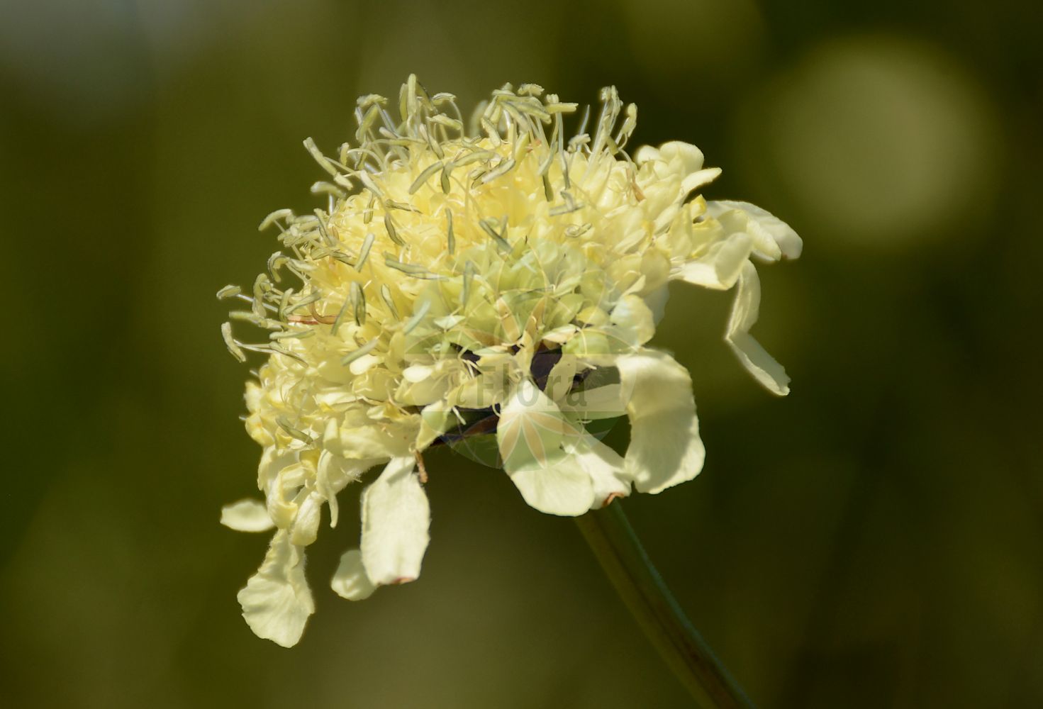 Cephalaria gigantea - Caprifoliaceae,Plantae,Pteridobiotina,Angiosperms,Dipsacales,Caprifoliaceae,Cephalaria,Cephalaria gigantea,Cephalaria elata, Cephalaria tatarica, Cerionanthus tataricus, Pycnocomon tatarica, Scabiosa altissima, Scabiosa elata, Scabiosa gigantea,Riesen-Schuppenkopf;Scabieuse géante jaune;Vedovina gigante;головчатка гигантская;dev pelemir;óriás fejvirág;hlavatka obrovská;hlavinka obrovská