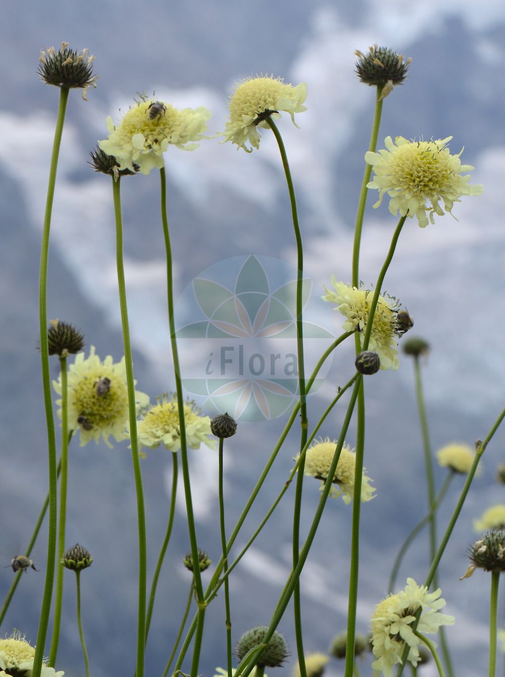 Cephalaria gigantea - Caprifoliaceae,Plantae,Pteridobiotina,Angiosperms,Dipsacales,Caprifoliaceae,Cephalaria,Cephalaria gigantea,Cephalaria elata, Cephalaria tatarica, Cerionanthus tataricus, Pycnocomon tatarica, Scabiosa altissima, Scabiosa elata, Scabiosa gigantea,Riesen-Schuppenkopf;Scabieuse géante jaune;Vedovina gigante;головчатка гигантская;dev pelemir;óriás fejvirág;hlavatka obrovská;hlavinka obrovská