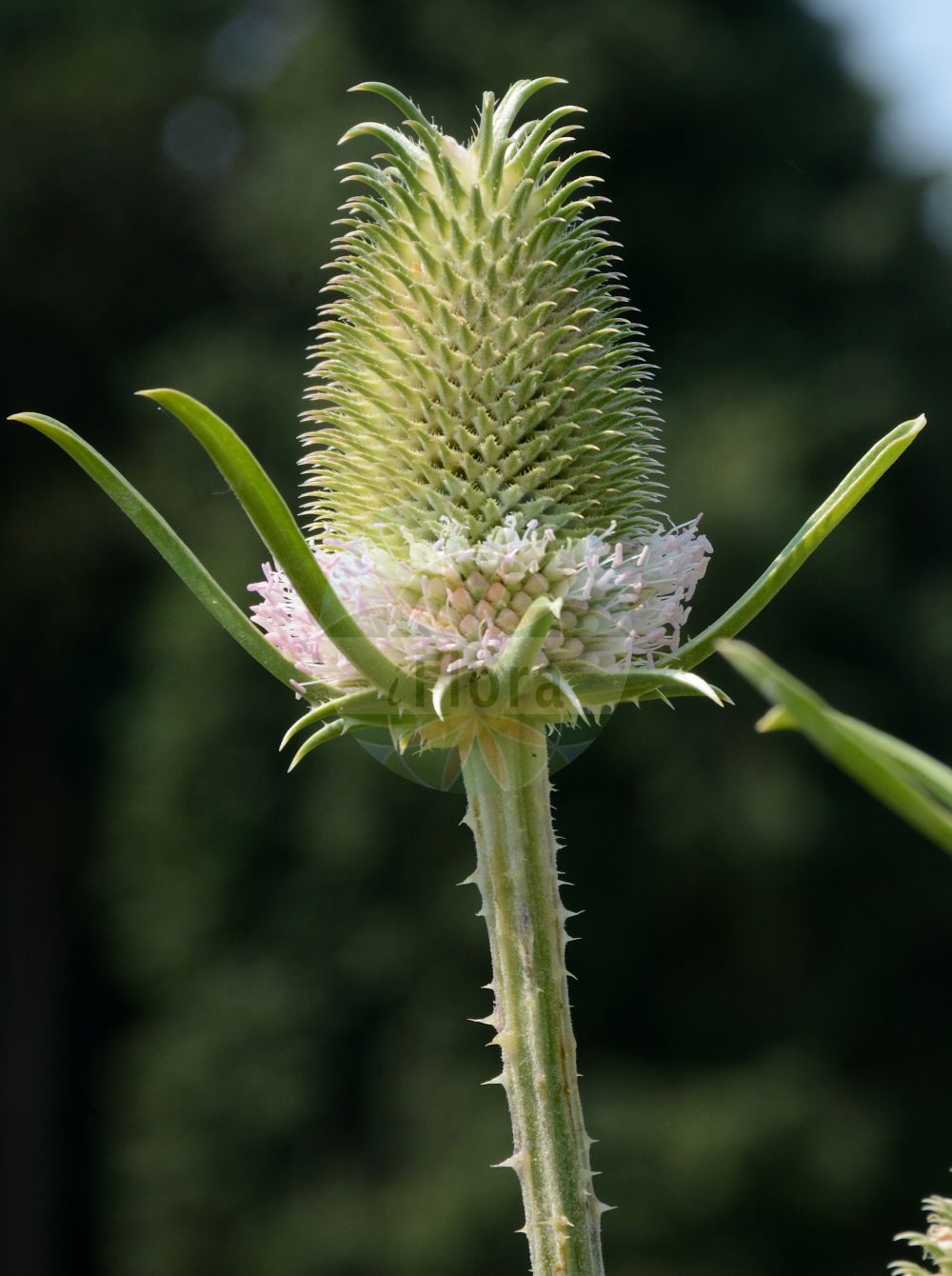 Dipsacus fullonum - Caprifoliaceae,Plantae,Pteridobiotina,Angiosperms,Dipsacales,Caprifoliaceae,Dipsacus,Dipsacus fullonum,Dipsacus arcimusci, Dipsacus botteri, Dipsacus carminatorius, Dipsacus connatofolius, Dipsacus divaricatus, Dipsacus fullonum f. ternatus, Dipsacus fullonum var. sylvestris, Dipsacus horridus, Dipsacus meyeri, Dipsacus mirabilis, Dipsacus morisonii, Dipsacus orsini, Dipsacus palustris, Dipsacus purpurascens, Dipsacus silvester, Dipsacus sinuatus, Dipsacus sylvestris, Dipsacus sylvestris f. albidus, Dipsacus vulgaris,Wilde Karde;wild teasel;common teasel;teasel;fuller's teasel;Cardère sauvage;cabaret des oiseaux;cardère silvestre;cardancha;pinya de cardar;cardo de cardar;cardo cardador;cardón;peine de bruja;cardencha;cardigrasa;matracas;Scardaccione selvatico;wilde kaardebol;grote kaardebol;cardo-penteador;cardo-cardador-bravo;cardo-penteador-bravo;ворсянка ворсовальная;ворсянка лесная;ворсянка сукновалов;горска лугачка;fesçidikeni;berunza e pyllit;berunzë;ferrca pushëbutë;cardó;cardó bord;šumska češljugovina;kardvädd;gærde-kartebolle;szczeć pospolita;divja ščetica;erdei mácsonya;štětka planá;štětka soukenická;štetka lesná;štetka obyčajná;черсак лісовий;дивља чешљуговина;чешљуга;шумска чешљуга;δίψακος