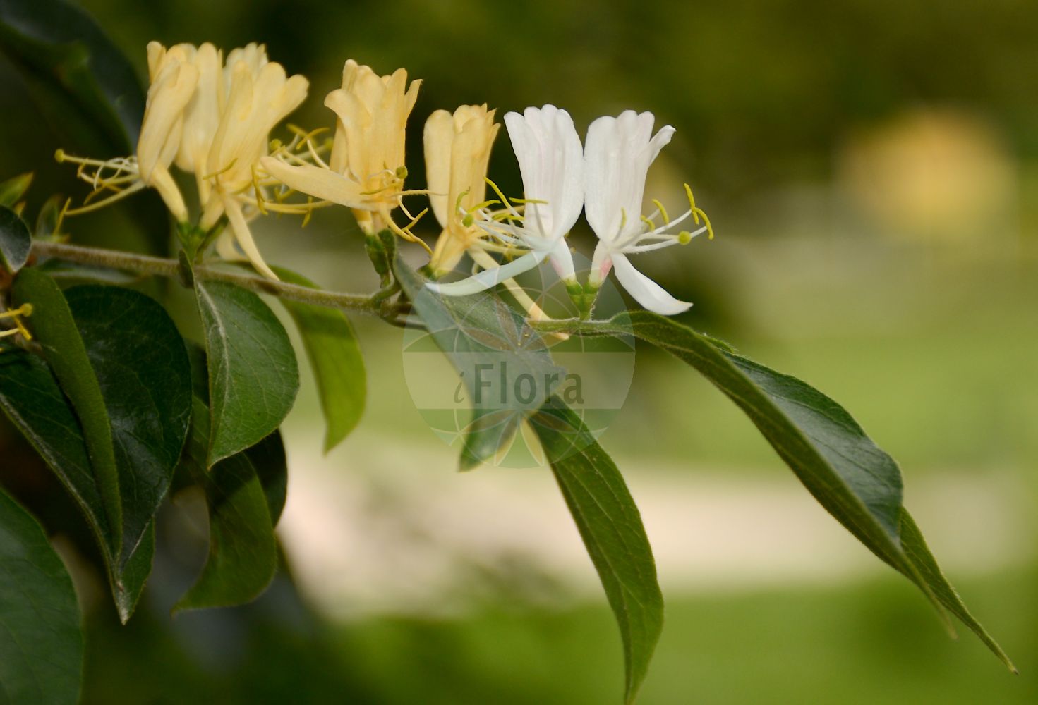 Lonicera maackii - Caprifoliaceae,Plantae,Pteridobiotina,Angiosperms,Dipsacales,Caprifoliaceae,Lonicera,Lonicera maackii,Caprifolium maackii, Lonicera maackii f. podocarpa, Lonicera maackii var. maackii, Xylosteon maackii,Maacks Heckenkirsche;kozja krv;suchodrzew Maacka;wiciokrzew Maacka;hana-hyôtan-boku;ハナヒョウタンボク;jīn yín rěn dōng;金银忍冬