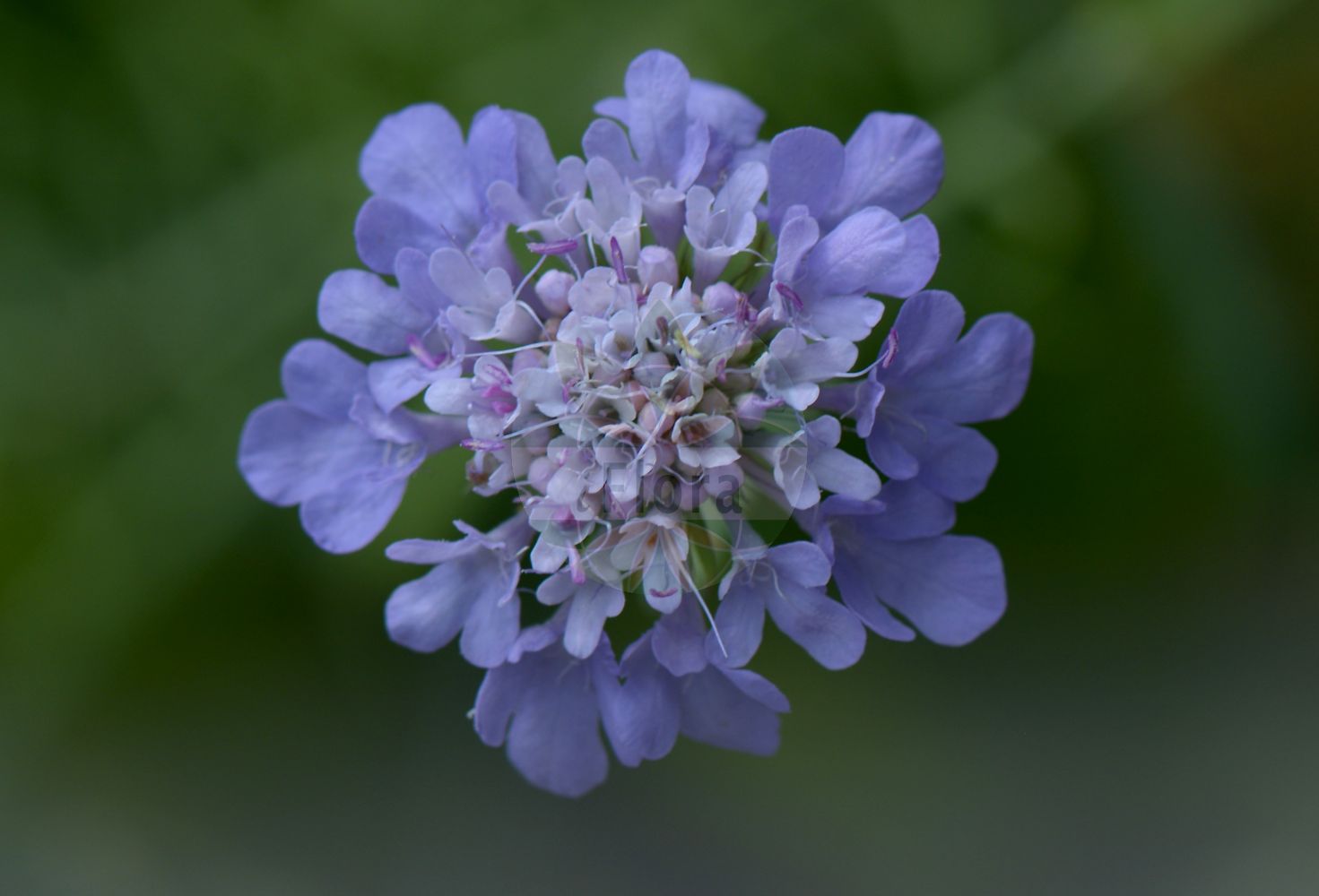 Scabiosa holosericea - Caprifoliaceae,Plantae,Pteridobiotina,Angiosperms,Dipsacales,Caprifoliaceae,Scabiosa,Scabiosa holosericea,Asterocephalus columnae, Asterocephalus holosericeus, Scabiosa cinerascens, Scabiosa columnae, Scabiosa garganica, Scabiosa neglecta,Seidenhaarige Skabiose