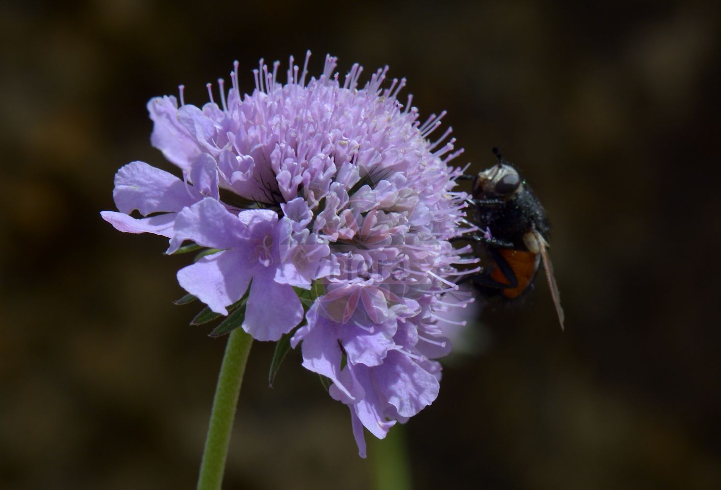 Scabiosa lucida - Caprifoliaceae,Plantae,Pteridobiotina,Angiosperms,Dipsacales,Caprifoliaceae,Scabiosa,Scabiosa lucida,Asterocephalus hladnikianus, Asterocephalus lucidus, Asterocephalus strictus, Columbaria glabrescens, Columbaria norica, Scabiosa calcarea, Scabiosa calcicola, Scabiosa glabrescens, Scabiosa guitardi, Scabiosa krasanii, Scabiosa norica, Scabiosa opaca, Sclerostemma lucidum,Glänzende Skabiose;Glanz-Skabiose;glossy scabious;shining scabious;Scabieuse luisante;Vedovina alpestre;vedovine alpestre;скабиоза блестящая;скабиоза светлая;svjetlucava zvjezdoglavka;driakiew lśniąca;bleščeči grintavec;ördögszem;hlaváč lesklý;hlaváč lesklý;скабіоза матова