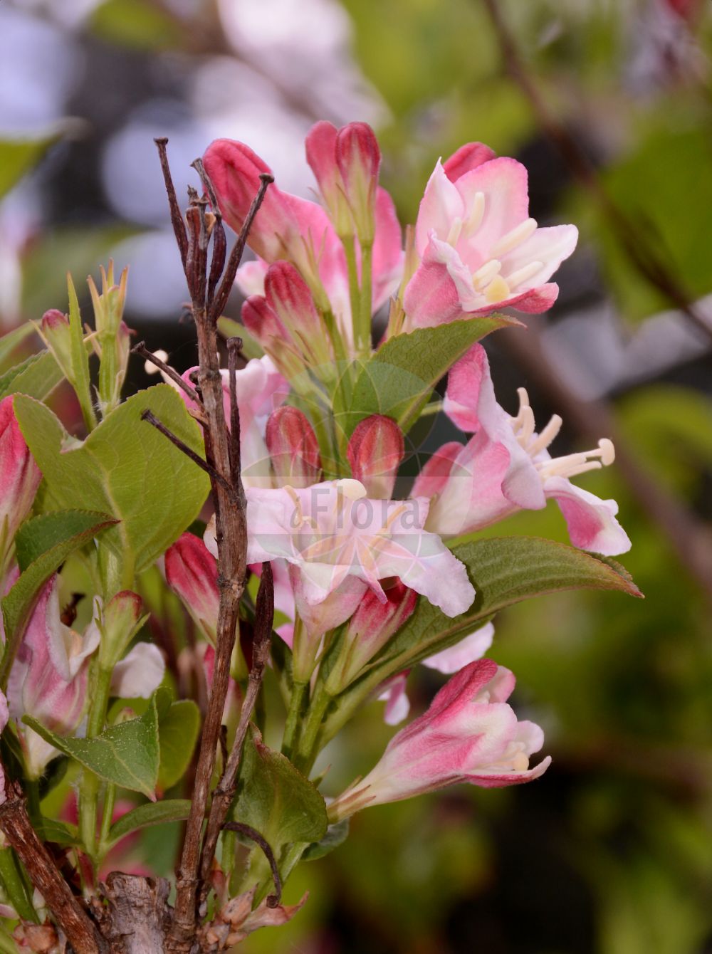 Weigela floribunda - Caprifoliaceae