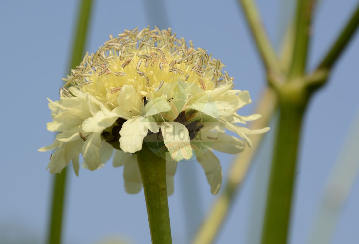 Scabiosa owerinii - Caprifoliaceae,Plantae,Pteridobiotina,Angiosperms,Dipsacales,Caprifoliaceae,Scabiosa,Scabiosa owerinii,Scabiosa alexeenkoana, Scabiosa lagodechiana