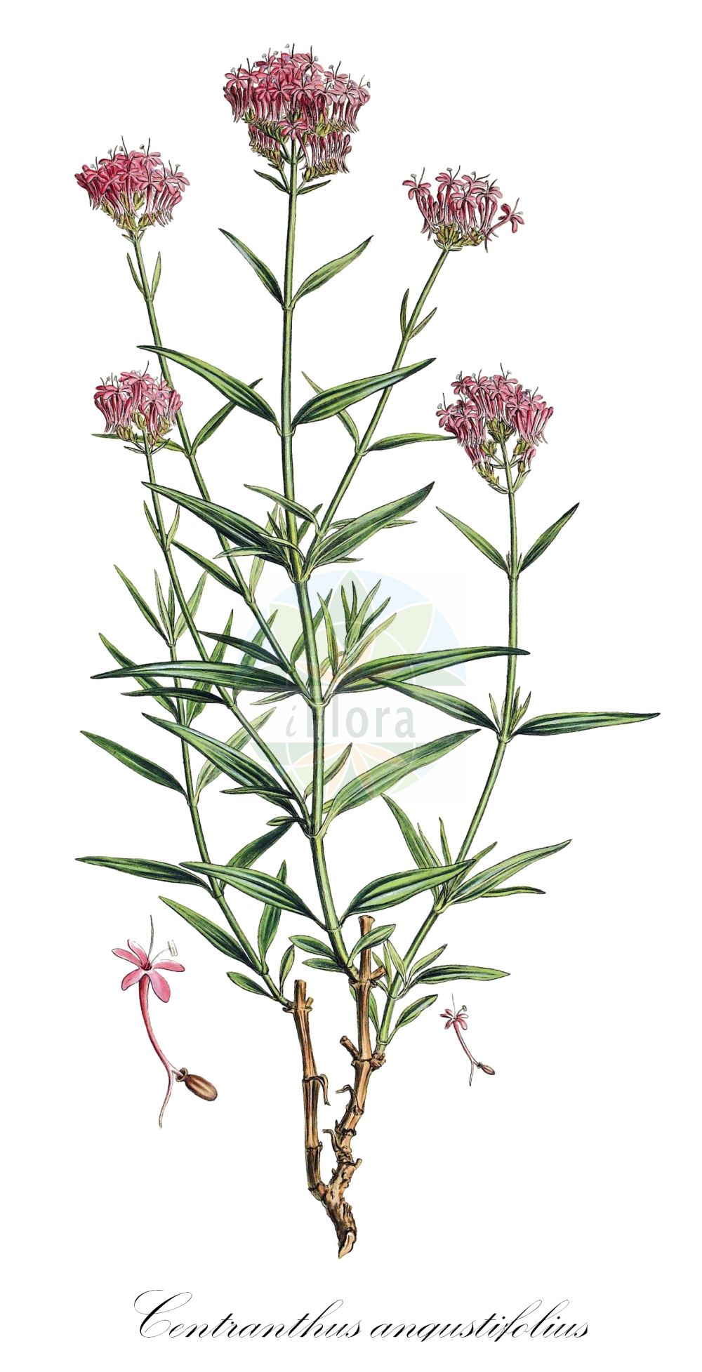 Valeriana angustifolia - Caprifoliaceae,Plantae,Pteridobiotina,Angiosperms,Dipsacales,Caprifoliaceae,Valeriana,Valeriana angustifolia,Centranthus angustifolius, Ocymastrum angustifolium, Valeriana monandra,Schmalblättrige Spornblume;Centranthe à feuilles étroites;hierba de mil flores;Camarezza a foglie sottili;andianeta;кентрантус узколистный;andianeta;kozłek wąskolistny