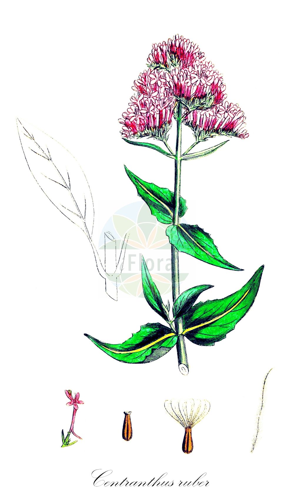 Valeriana rubra - Caprifoliaceae,Plantae,Pteridobiotina,Angiosperms,Dipsacales,Caprifoliaceae,Valeriana,Valeriana rubra,Centranthus latifolius, Centranthus marinus, Centranthus maritimus, Centranthus maritimus, Centranthus ruber, Centranthus ruber subsp. sibthorpii, Centranthus ruber var. sibthorpii, Centranthus ruber var. velenovskyi, Centranthus sibthorpii, Centranthus velenovskyi, Kentranthus ruber, Ocymastrum rubrum, Ocymastrum sibthorpii, Valeriana alba, Valeriana florida, Valeriana hortensis,Spornbaldrian;Spornblume;Rote Spornblume;red valerian;american lilac;codbed;fox's brush;kiss-me;kiss-me-quick;pretty betsy;spur valerian;sweet betsy;Centranthe rouge;centranthe des jardins;valériane rouge;barbe de Jupiter;béhen rouge;corail;lilas de terre;lilas d'Espagne;malice des hommes;valériane d'Angleterre;valériane des jardins;valeriana roja;milamores;alfeñiques;amores mil;andianeta;barba de Júpiter;centranto;disparates de las jardines;hierba de milflores;hierba de San Jorge;hierba de San Juan;hierba valeriana de jardín;orejas de liebre;sopas en vino;valeiana roja;valeriana de espolón;Camarezza comune;savonina;valeriana rossa;back-lök;roode spoorbloem;rode spoorbloem;alfinetes;boliana;cuidado-dos-homens;rosa-da-rocha;valeriana-vermelha;валериана красная;кентрантус красный;центрантус красный;yamaç mahmuzu;centrantë;andianeta;bàlsam de jardí;centrant;endianeta;herba de Montserrat;herba de Sant Jordi;herba de Santa Maria;lilà;lilà de terra;valeriana;crvena ostrugica;pipört;rød sporebaldrian;ostrogowiec;ostrogowiec czerwony;navadna rdeča špajka;piros sarkantyúvirág;mavuň červená;mavuň červená;центрантус червоний;червен центрантус