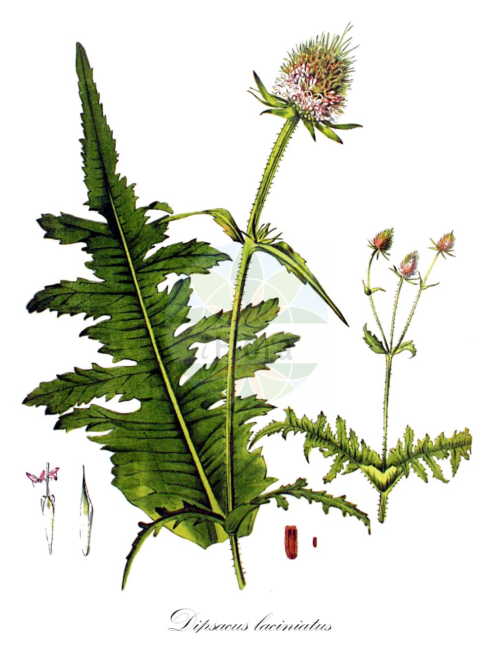 Dipsacus laciniatus - Caprifoliaceae,Plantae,Pteridobiotina,Angiosperms,Dipsacales,Caprifoliaceae,Dipsacus,Dipsacus laciniatus,Dipsacus microcephalus,Schlitzblatt-Karde;Gelappte Karde;Schlitzblättrige Karde;cut-leaved teasel;cutleaf teasel;Cardère découpée;cardère laciniée;Scardaccione sfrangiato;scardaccione laciniato;bastaard-saffran;slipbladige kaardebol;ворсянка разрезная;fesçitarağı;berunzë;krpasta češljugovina;szczeć wykrawana;deljenolistna ščetica;héjakútmácsonya;štětka dřípatá;štětka laločnatá;scaiete;varga-ciobanului;štetka laločnatá;štetka vykrojená;черсак розрізанолистий;нарязанолистна лугачка;високи водостањ;обична чешљуга;чешљаста чешљуговина;kered shasua;קֶרֶד שָׁסוּעַ