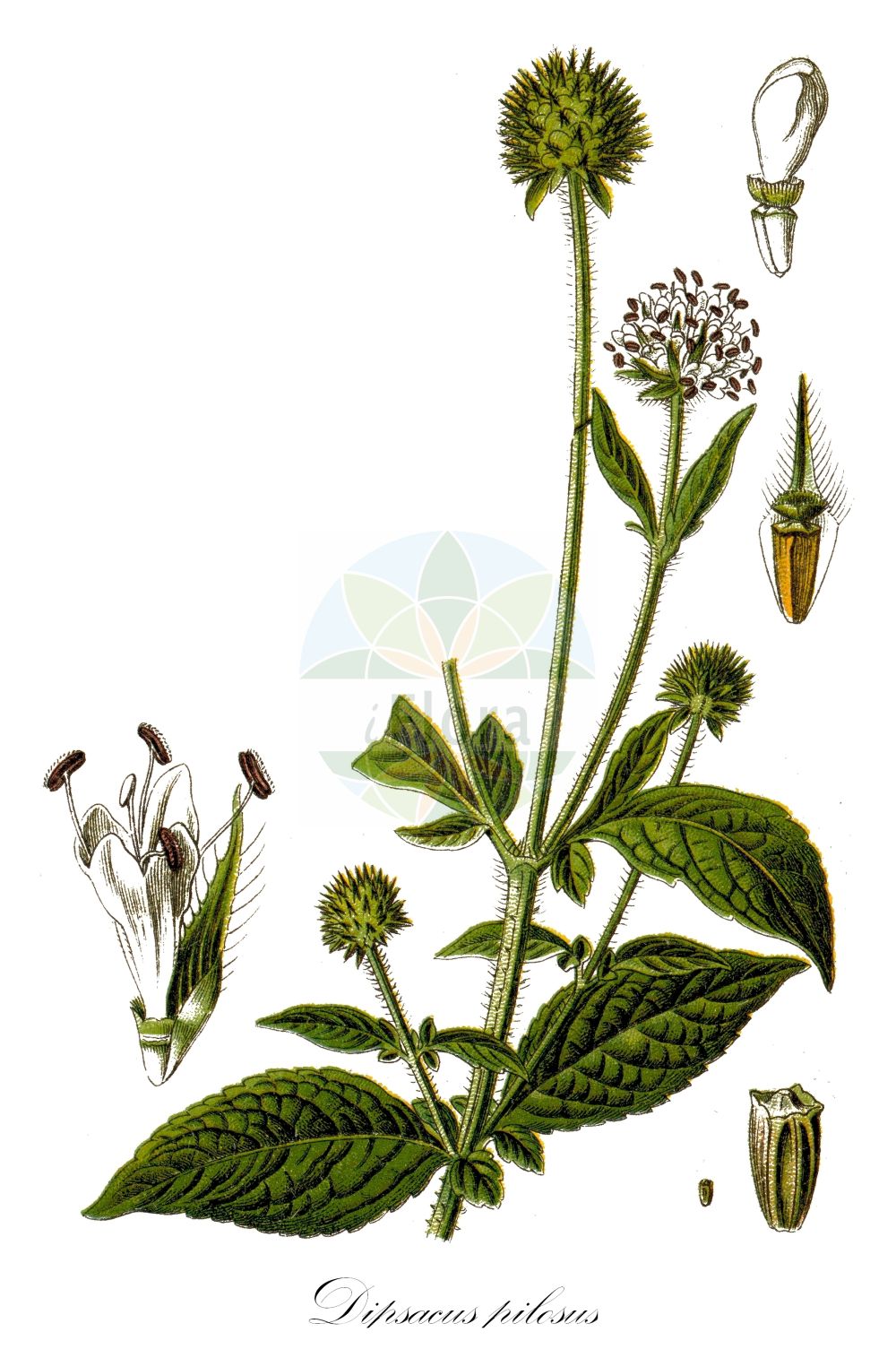 Dipsacus pilosus - Caprifoliaceae,Plantae,Pteridobiotina,Angiosperms,Dipsacales,Caprifoliaceae,Dipsacus,Dipsacus pilosus,Acaenops pilosus, Acaenops vulgaris, Cephalaria appendiculata, Cephalaria pilosa, Dipsacella pilosa, Dipsacella setigera, Dipsacus elongatus, Dipsacus minor, Galedragon pilosus, Trichocephalum pilosum, Virga pilosa,Behaarte Karde;small teasel;Cardère poilue;cardère velue;verge à pasteur;Scardaccione peloso;kleine kaardebol;ворсянка волосистая;fesçisüpürgesi;dlakava češljugovina;hårig kardvädd;håret kartebolle;szczeć owłosiona;szczeciniastka owłosiona;dlakava ščetica;erdei fejvirág;hlavatka chlupatá;štětka chlupatá;scăiuş;štetočka chlpatá;черсак волосистий;бела чешљуга