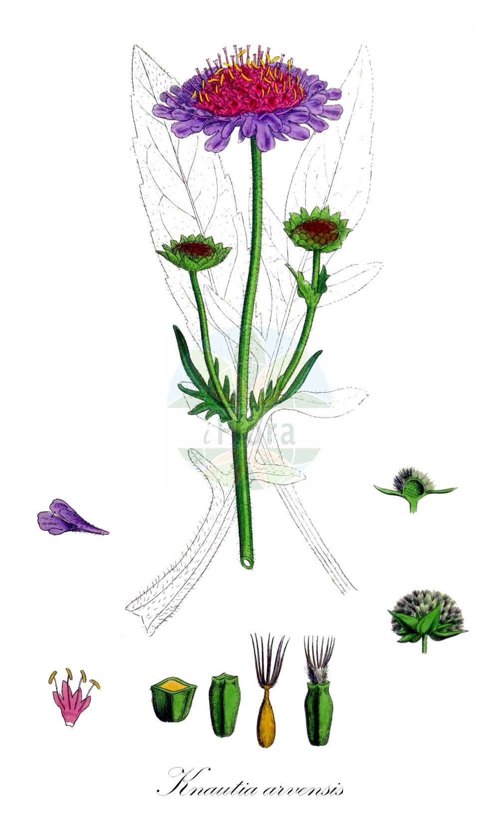 Knautia arvensis - Caprifoliaceae,Plantae,Pteridobiotina,Angiosperms,Dipsacales,Caprifoliaceae,Knautia,Knautia arvensis,Anisodens arvensis, Columbaria pratensis, Knautia alboi, Knautia alpigena, Knautia arvensis f. ceretanica, Knautia arvensis subsp. meridionalis, Knautia arvensis subsp. pannonica, Knautia arvensis subsp. rosea, Knautia arvensis var. alboi, Knautia arvensis var. involucrata, Knautia borderei, Knautia bosniaca, Knautia budensis, Knautia campestris, Knautia ceretana, Knautia communis, Knautia cupularis, Knautia dumetorum, Knautia dumetorum var. breindlinii, Knautia exaltata, Knautia hirsuta, Knautia indivisa, Knautia involucrata, Knautia kitaibelii subsp. alpigena, Knautia leucophaea, Knautia neglecta, Knautia pannonica, Knautia pannonica, Knautia subacaulis, Knautia subscaposa subsp. alboi, Knautia subscaposa var. alboi, Knautia timeroyi, Knautia variabilis, Scabiosa agrestis, Scabiosa alpigena, Scabiosa arvensis, Scabiosa arvensis var. rosea, Scabiosa bellidifolia, Scabiosa bohemica, Scabiosa campestris, Scabiosa hirsuta, Scabiosa mixta, Scabiosa montana, Scabiosa officinarum-arvensis, Scabiosa pratensis, Scabiosa radiata, Scabiosa subpubescens, Scabiosa timeroyi, Scabiosa trivialis, Scabiosa vulgaris, Succisa arvensis, Trichera arvensis, Trichera arvensis subsp. pannonica, Trichera arvensis subsp. pseudolongifolia, Trichera arvensis subsp. rosea, Trichera arvensis var. agrestis, Trichera arvensis var. stricta, Trichera bohemica, Trichera bosniaca, Trichera campestris, Trichera exaltata, Trichera hirsuta, Trichera indivisa, Trichera mollis, Trichera neglecta, Trichera timeroyi, Trichera trivialis, Trichera virgata,Wiesen-Witwenblume;Acker-Witwenblume;Gelbe Witwenblume;Gewöhnliche Acker-Witwenblume;Pannonische Acker-Witwenblume;Kitaibels Witwenblume;Feld-Witwenblume;Blassbraune Witwenblume;field scabious;field scabiosa;Knautie des champs;scabieuse des champs;oreille d'âne;langue de vache;langue de serpent;knautie de Timeroy;viuda silvestre;ambarina;escabiosa;escabiosa oficinal;fielera;hierba del sarampión;Ambretta comune;vedovella campestre;scabiosa dei prati;knautia campestre;orecchio d'asino;beemdkroon;erva-dos-prados;короставник полевой;knauta e arës;escabiosa borda;herba del mal de masclit;víudes bordes;poljska prženica;bastaard-ganzevoet;åkervädd;blåhat;świerzbnica polna;njivsko grabljišče;mezei varfű;chrastavec rolní;mușcatul dracului;chrastavec roľný;свербіжниця польова;полско краставче;harilik äiatar;tīruma pēterene;rødknapp;ketoruusuruoho;rauðkollur;обична прженица;плава удовица;dirvinė buožainė;κουφολάχανο
