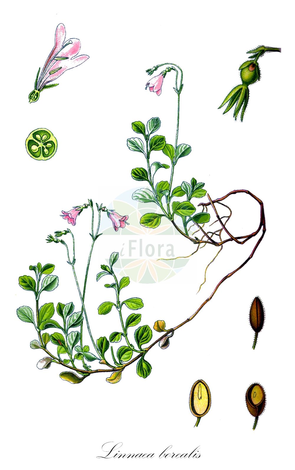 Linnaea borealis - Caprifoliaceae,Plantae,Pteridobiotina,Angiosperms,Dipsacales,Caprifoliaceae,Linnaea,Linnaea borealis,Linnaea albiloba, Linnaea americana f. candicans, Linnaea amoenula, Linnaea australis, Linnaea borealis f. arctica, Linnaea borealis subsp. borealis, Linnaea borealis var. borealis, Linnaea foveolata, Linnaea jugosa, Linnaea longiflora, Linnaea parvisignata, Linnaea pseudoproterantha, Linnaea pyrrosema, Linnaea roseoalba, Linnaea rotundata, Linnaea subconfluens, Linnaea subjugosa, Linnaea subsulcata, Linnaea subviolascens, Linnaea sulcata, Linnaea tenuiflora, Linnaea tenuisignata, Linnaea tenuisulcata, Linnaea vicina,Moosglöckchen;Erdglöckchen;Nordisches Moosglöckchen;twinflower;Linnée boréale;Linnea;ängs-korn;noords linnaeusklokje;Linnaeusklokje;линнея северная;linnea;almindelig linnæa;nordisk linnæa;linnea północny;zimoziół północny;rinnesô;リンネソウ;severna linejevka;zimozel severní;linnéovka severná;ліннея північна;harilik harakkuljus;ziemeļu lineja;linnea;vanamo;šiaurinė linėja