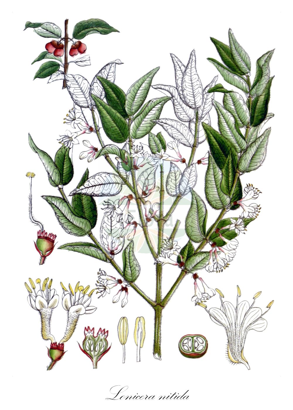 Lonicera ligustrina var. yunnanensis - Caprifoliaceae,Plantae,Pteridobiotina,Angiosperms,Dipsacales,Caprifoliaceae,Lonicera,Lonicera ligustrina,Lonicera ligustrina var. yunnanensis,Lonicera ligustrina subsp. yunnanensis, Lonicera nitida, Lonicera pileata f. yunnanensis, Lonicera pileata var. yunnanensis,Immergrüne Heckenkirsche;wilson's honeysuckle;Chèvrefeuille toujours vert;Caprifoglio sempreverde;madressilva-de-jardim;жимолость блестящая;kozja krv;terülő mirtuszlonc;zimolez lesklý;zemolez drobnolistý;liàng yè rěn dōng;亮叶忍冬