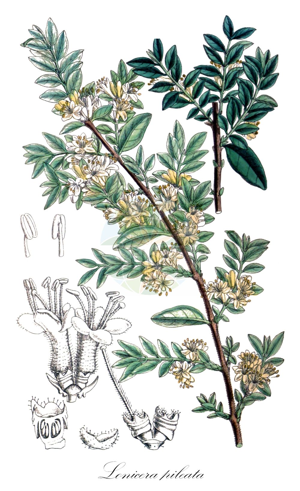 Lonicera ligustrina var. pileata - Caprifoliaceae,Plantae,Pteridobiotina,Angiosperms,Dipsacales,Caprifoliaceae,Lonicera,Lonicera ligustrina,Lonicera ligustrina var. pileata,Caprifolium pileatum, Lonicera pileata, Lonicera pileata var. linearis,Filzhut-Heckenkirsche;Immergrüne Kriech-Heckenkirsche;box-leaved honeysuckle;Chèvrefeuille toujours vert rampant;Caprifoglio sempreverde strisciante;жимолость шляпочная;kozja krv;suchodrzew chiński;wiciokrzew chiński;törpe lonc;zimolez fialový;zemolez kapucňovitý;ruǐ mào rěn dōng;蕊帽忍冬