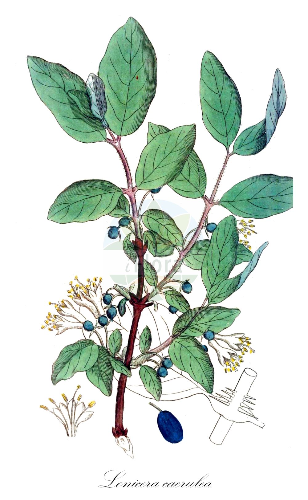 Lonicera caerulea - Caprifoliaceae,Plantae,Pteridobiotina,Angiosperms,Dipsacales,Caprifoliaceae,Lonicera,Lonicera caerulea,Caprifolium caeruleum, Caprifolium venulosum, Chamaecerasus coerulea, Euchylia caerulea, Isika coerulea, Lonicera boczkarnikovae, Lonicera caerulea subsp. kamtschatica, Lonicera caerulea subsp. venulosa, Lonicera caerulea var. altaica, Lonicera caerulea var. edulis, Lonicera caerulea var. tangutica, Lonicera edulis, Lonicera emphyllocalyx, Lonicera kamtschatica, Lonicera kirilowi, Lonicera velutina, Lonicera venulosa, Lonicera venulosa subsp. edulis, Lonicera venulosa subsp. emphyllocalyx, Metalonicera edulis, Xylosteon caeruleum, Xylosteon canadense, Xylosteon oblongifolium,Blaue Heckenkirsche;Blaues Geißblatt;Kamtschatkabeere;Maibeere;blue-berried honeysuckle;blue honeysuckle;sweetberry honeysuckle;weetberry honeysuckle;Chèvrefeuille bleu;camérisier bleu;baie de mai;camerisier bleu;camérisier du Kamtchatka;lonicéra bleu;Caprifoglio turchino;ciliegia alpina cerulea;madreselva turchina;жимолость голубая;жимолость Палласа;жимолость синяя;dorëzonjë;lavardhë;modra kozja krv;blåtry;suchodrzew siny;wiciokrzew siny;modro kosteničevje;kék mézbogyó;zimolez modrý;zemolez kamčatský;жимолость голуба;гълъбов нокът;sinine kuslapuu;Pallasa sausserdis;blåleddved;sinikuusama;lán guǒ rěn dōng;蓝果忍冬