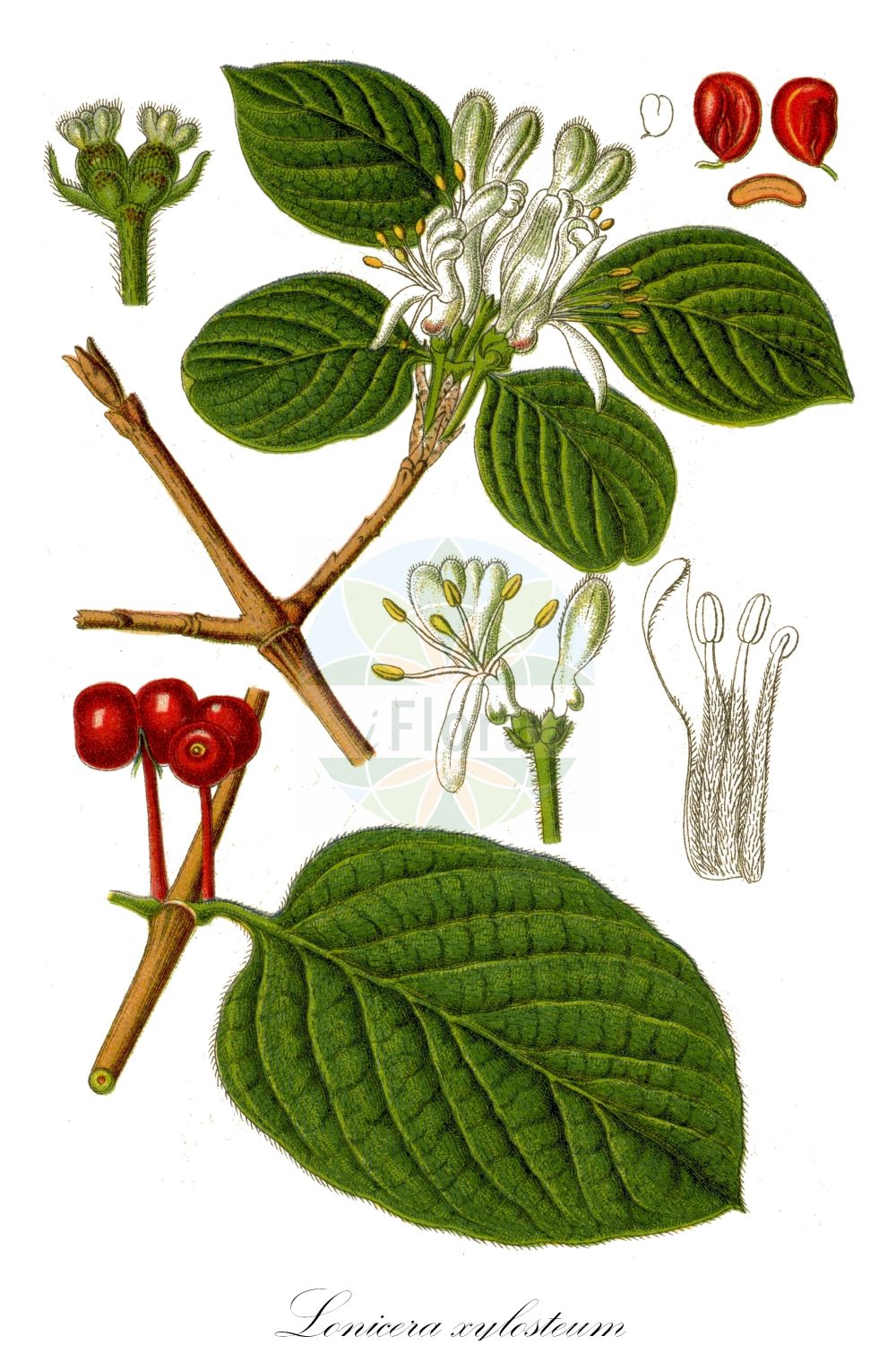 Lonicera xylosteum - Caprifoliaceae,Plantae,Pteridobiotina,Angiosperms,Dipsacales,Caprifoliaceae,Lonicera,Lonicera xylosteum,Caprifolium dumetorum, Caprifolium xylosteum, Chamaecerasus dumetorum, Chamaecerasus xylosteum, Euchylia villosa, Lonicera dumetorum, Lonicera ochroleuca, Lonicera rubra, Xylosteon dumetorum,Rote Heckenkirsche;Rotes Geißblatt;Beinholz;Gemeine Heckenkirsche;fly honeysuckle;dwarf honeysuckle;Camérisier;Chèvrefeuille des haies;lonicère des buissons;camérisier à balais;bois de bique;bois de tuyau de pipe;briquetot;camérisier des haies;chèvrefeuille des buissons;frôle;lonicéra camérisier;lonicéra des haies;lonicéra xylostée;sorian;camisicas de la Virgen;cerecillo;cerecillo de Europa;madreselva;mausa;sangueña;sanjueña;Caprifoglio peloso;caprifoglio delle siepi;gisilostro;ciliegia di volpe;madreselva pelosa;pomola del diavolo;sanguini;Amerikaans vergeet-mij-nietje;roode kamperfoelie;rode kamperfoelie;жимолость обыкновенный;kızıl hanımeli;dorëzonjë;lavardhë;cornera borda;manetes de la Mare de Déu;marfull;xuclamel;xuclamel santjoaner;xuclamel xilosti;crvena kozja krv;skogstry;dunet gedeblad;suchodrzew pospolity;wiziokrzew pospolity;wiziokrzew suchodrzew;puhastolistno kosteničevje;ükörkelonc;zimolez pýřitý;zemolez obyčajný;жимолость пухната;обикновен нокът;harilik kuslapuu;parastais sausserdis;leddved;lehtokuusama;paprastasis sausmedis