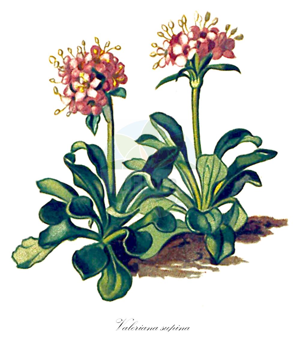 Valeriana supina - Caprifoliaceae,Plantae,Pteridobiotina,Angiosperms,Dipsacales,Caprifoliaceae,Valeriana,Valeriana supina,Zwerg-Baldrian;dwarf valerian;Valériane naine;valériane couchée;Valeriana strisciante;валериана лежачая;nizka špajka