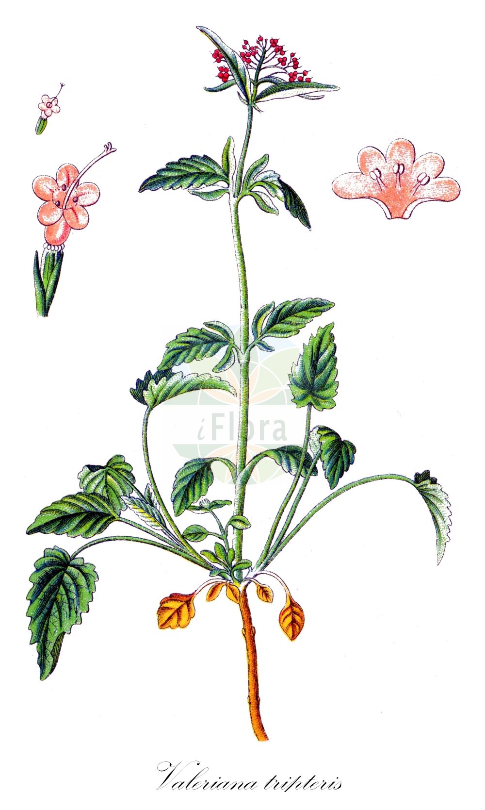 Valeriana tripteris - Caprifoliaceae,Plantae,Pteridobiotina,Angiosperms,Dipsacales,Caprifoliaceae,Valeriana,Valeriana tripteris,Valeriana bijuga, Valeriana dacica, Valeriana hoppii, Valeriana intermedia, Valeriana tripteris subsp. tarraconensis, Valeriana tripteris var. carpatica, Valeriana tripteris var. tarraconensis,Dreiblättriger Baldrian;Stein-Baldrian;Dreischnittiger Baldrian;Behaarter Dreiblättriger Baldrian;Gewöhnlicher Dreiblättriger Baldrian;Österreichischer Dreiblättriger Baldrian;Dreiblatt-Baldrian;Dreiblättriger-Baldrian;three-leaved valerian;Valériane triséquée;valériane à feuilles divisées en trois;valériane à trois folioles;valeriana trisecta;Valeriana trifogliata;валериана трансильванская;валериана трёхкрылая;валериана трёхлисточковая;trodijelni odoljen;kozłek trójlistkowy;tripernata špajka;hármaslevelű macskagyökér;kozlík trojený;valeriána trojená;валеріана трикрила;трикрилна дилянка