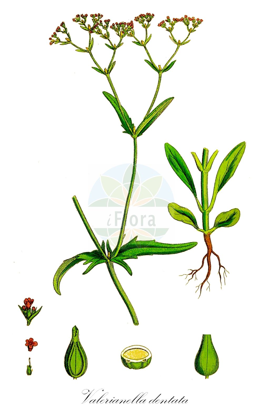 Valeriana dentata - Caprifoliaceae,Plantae,Pteridobiotina,Angiosperms,Dipsacales,Caprifoliaceae,Valeriana,Valeriana dentata,Fedia dasycarpa, Fedia dentata, Fedia microcarpa, Fedia mixta, Fedia morisonii, Fedia rugulosa, Masema dentatum, Odontocarpa dentata, Valeriana locusta var. dentata, Valerianella dasycarpa, Valerianella dentata, Valerianella dentata f. leiosperma, Valerianella dentata subsp. eriosperma, Valerianella godayana, Valerianella hispidiuscula, Valerianella lingulata, Valerianella morisonii, Valerianella otodonta, Valerianella pubescens,Gezähntes Rapünzchen;Gezähnter Feldsalat;Gezähnter Ackersalat;narrow-fruited cornsalad;narrowfruit cornsalad;Valérianelle dentée;grande mâche;mâche grande;mâche dentée;valérianelle de Morison;valerianela dentata;Gallinella dentata;agnellino rosa;valerianella dentata;ängs-vädd;getande veldsla;alface-dentada;валерианелла зубчатая;dişli kuzugevreği;haraqinëz;haraqinëz e dhëmbëzuar;valerianel·la;ljetni matovilac;ängs-ull;sommarklynne;tandbægret vårsalat;roszpunka ząbkowana;zobati motovilec;fogas galambbegy;kozlíček zubatý;kozliček zubatý;valeriánka zúbkatá;мласкавець зубчастий;зъбчеста мотовилка;плевелна мотовилка;hambune kännak;zobainais baldriņš;brakksalat;rikkavuonankaali;зубчасти матовилац;dantytoji sultenė