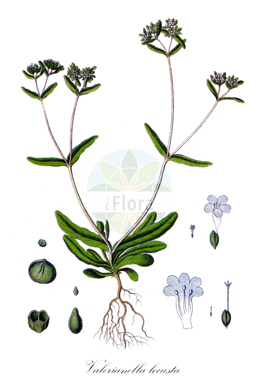 Valeriana locusta - Caprifoliaceae,Plantae,Pteridobiotina,Angiosperms,Dipsacales,Caprifoliaceae,Valeriana,Valeriana locusta,Fedia caerulea, Fedia ecalyculata, Fedia locusta, Fedia olitaria, Fedia olitcria, Fedia paniculata, Fedia striata, Locusta communis, Masema olitorium, Valeriana locusta var. olitoria, Valeriana olitoria, Valerianella caerulea, Valerianella locusta, Valerianella locusta, Valerianella lusitanica, Valerianella olitoria, Valerianella pusilla, Valerianella rhombicarpa, Valerianella striata,Gewöhnliches Rapünzchen;Gewöhnlicher Feldsalat;Ackersalat;Rapunzel;Echter Feldsalat;Sonnenwirbele;Echter Ackersalat;common cornsalad;european corn salad;lamb's lettuce;lewiston cornsalad;cornsalad;Doucette;Rampon;Mâche;valérianelle commune;manchette;valérianelle potagère;mâche potagère;hierba de los canónigos;lechuga de campo;valerianela;dulceta;alfaces;canónigos;lechuga de cordero;valeriana comestible;valerianilla portuguesa;Gallinella comune;dolcetta;lattughella;gallinetta;agnello azurro;valerianella;agnellino;lattughetta;veldsla;gewone veldsla;alface-de-cordeiro;alface-cordeirinho;alface-de-coelho;alface-de-terra;saboia;valeriana-hortense;valerianinha;валерианелла колосковая;валерианелла колосковидная;валерианелла малая;валерианелла овощная;валерьяница колосковая;валерьяница овощная;nazlı kuzugevreği;haraqinëz;haraqinëz lokusta;marule lepuri;canonges;dolcetes;enciamets de la Mare de Déu;herba dels canonges;margaridetes;marietes;valerianel·la;obični matovilac;vårsallat;vårklynne;tandfri vårsalat;roszpunka warzywna;nojisha;ノジシャ;navadni motovilec;saláta galambbegy;kozlíček polníček;kozliček locíikový;valeriánka poľná;мласкавець колосковий;класовидна мотовилка;полска мотовилка;põldkännak;salātu baldriņš;vårsalat;rantavuonankaali;salotinė sultenė