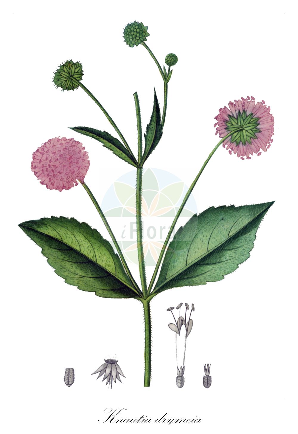 Knautia drymeia - Caprifoliaceae,Plantae,Pteridobiotina,Angiosperms,Dipsacales,Caprifoliaceae,Knautia,Knautia drymeia,Anisodens longifolius, Anisodens sylvaticus, Astrocephalus ciliata, Astrocephalus sylvatica, Knautia sylvatica, Scabiosa pannonica, Scabiosa sylvatica, Succisa ciliata, Trichera drymeia, Trichera pannonica, Trichera sylvatica,Ungarische Witwenblume;Breitblättrige Ungarische Witwenblume;Balkan-Witwenblume;hungarian scabious;Knautie des chênaies;knautie de Hongrie;Ambretta dei querceti;короставник лесной;velika kulağı;mekanodlakava prženica;ogrsko grabljišče;magyar varfű;chrastavec křovištní;chrastavec kroviskový