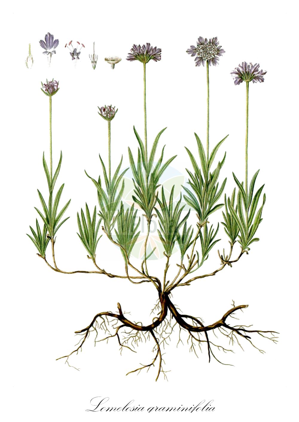 Lomelosia graminifolia - Caprifoliaceae,Plantae,Pteridobiotina,Angiosperms,Dipsacales,Caprifoliaceae,Lomelosia,Lomelosia graminifolia,Asterocephalus graminifolius, Asterocephalus sericeus, Scabiosa graminifolia, Scabiosa sericea, Succisa graminifolia, Trochocephalus graminifolius,Grasblättrige Skabiose;Lomélosie à feuilles de graminée;scabieuse à feuilles de graminées;lomélosie à feuilles de graminées;Vedovina strisciante;скабиоза злаколистная;travolisna zvjezdoglavka;travnolistni grintavec;дивометље