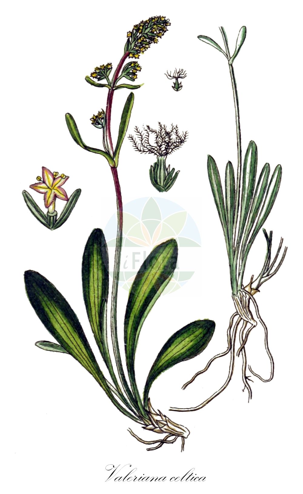 Valeriana celtica - Caprifoliaceae,Plantae,Pteridobiotina,Angiosperms,Dipsacales,Caprifoliaceae,Valeriana,Valeriana celtica,Valeriana celtica subsp. norica, Valeriana norica,Keltischer Baldrian;Roter Speik;Baldrian-Speik;Echter Speik;Norischer Baldrian;Valériane celte;salvince;valériane nard-celtique;Valeriana celtica;валериана кельтская