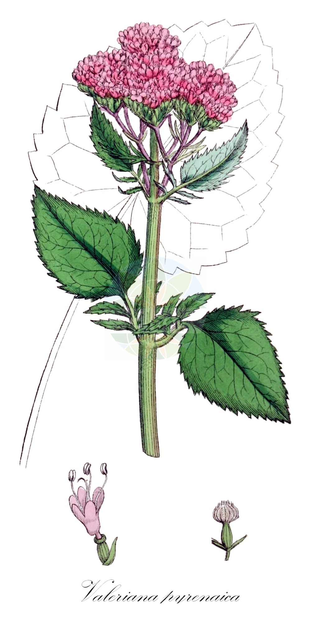 Valeriana pyrenaica - Caprifoliaceae,Plantae,Pteridobiotina,Angiosperms,Dipsacales,Caprifoliaceae,Valeriana,Valeriana pyrenaica,Pyrenäen-Baldrian;pyrenean valerian;Valériane des Pyrénées;nardo de montaña;valeriana del Pirineo;Valeriana dei Pirenei;валериана пиренейская;valeriana pirinenca