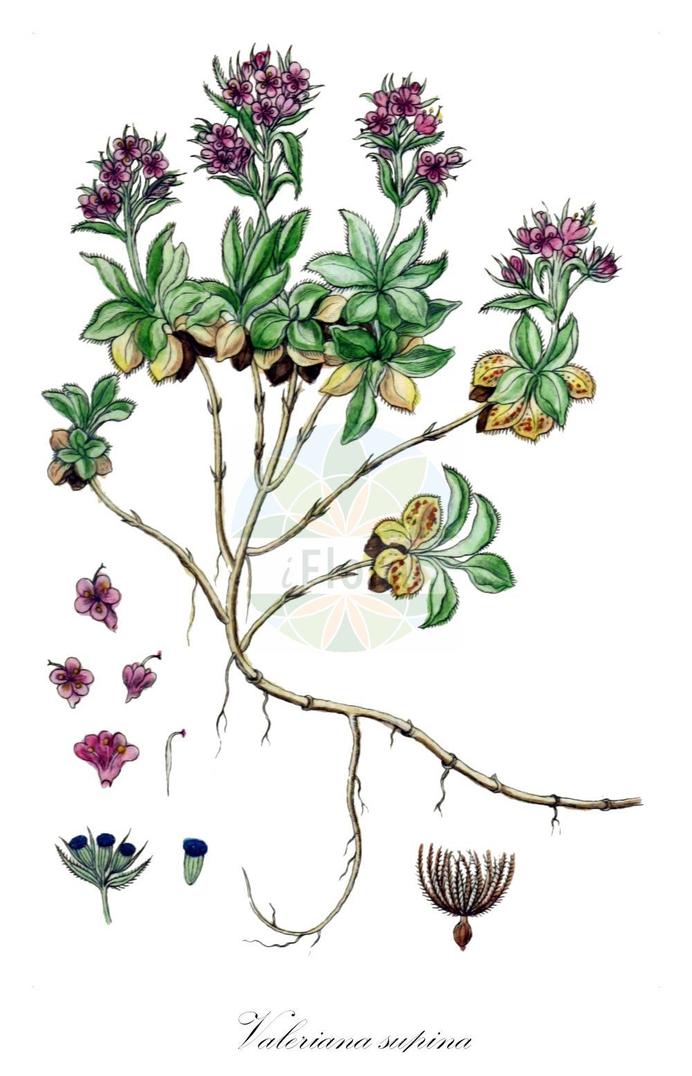 Valeriana supina - Caprifoliaceae,Plantae,Pteridobiotina,Angiosperms,Dipsacales,Caprifoliaceae,Valeriana,Valeriana supina,Zwerg-Baldrian;dwarf valerian;Valériane naine;valériane couchée;Valeriana strisciante;валериана лежачая;nizka špajka