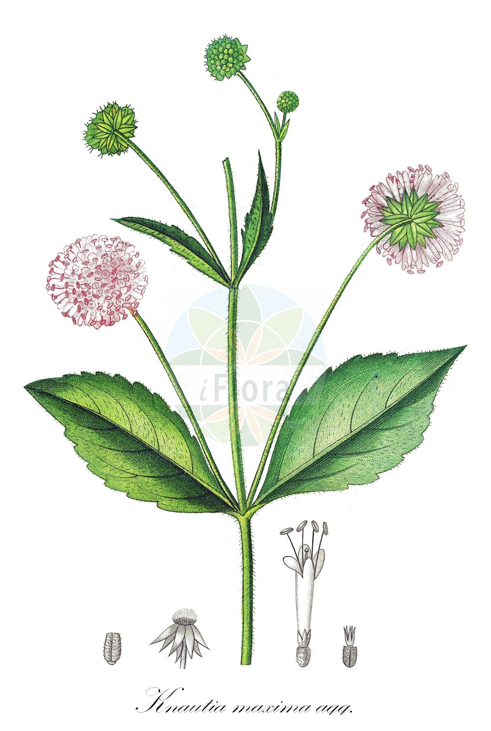 Knautia - Caprifoliaceae,Biota,Plantae,Pteridobiotina,Tracheophyta,Magnoliopsida,Dipsacales,Caprifoliaceae,Dipsacoideae,Knautia,Lychniscabiosa, Thlasidia, Trichera