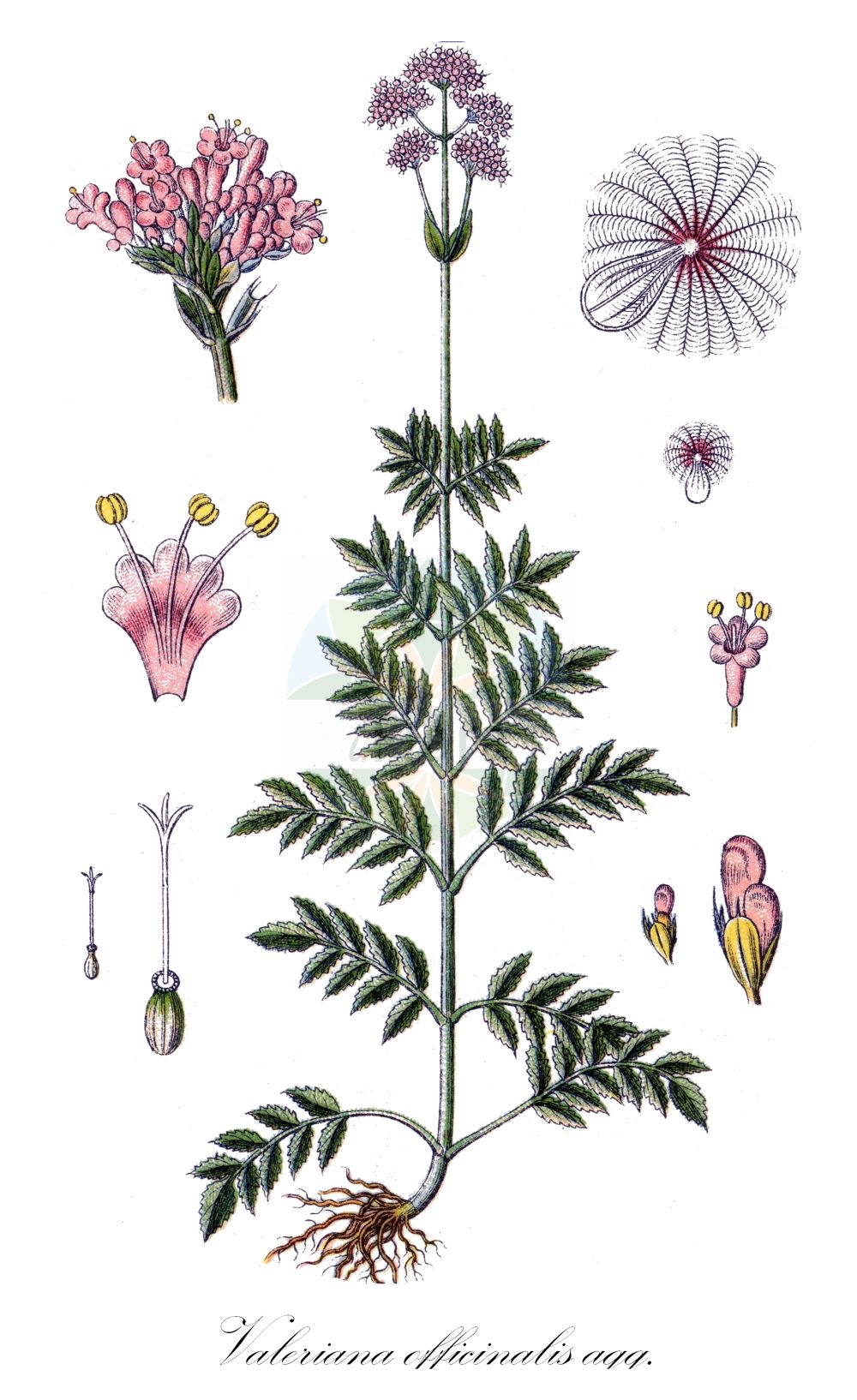 Valeriana excelsa - Caprifoliaceae,Plantae,Pteridobiotina,Angiosperms,Dipsacales,Caprifoliaceae,Valeriana,Valeriana excelsa,Valeriana excelsa subsp. procurrens, Valeriana officinalis subsp. procurrens, Valeriana officinalis subsp. repens, Valeriana procurrens, Valeriana repens,Kriech-Baldrian